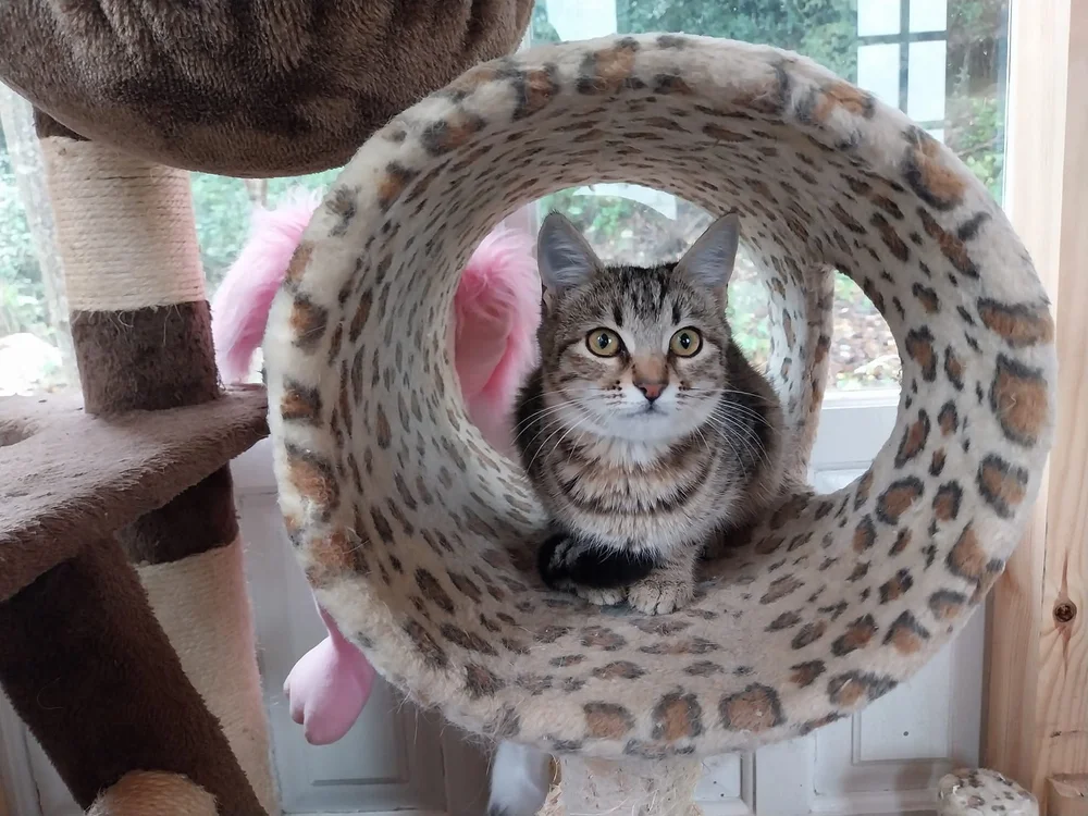 Mimi relaxing in the cat-tree tunnel