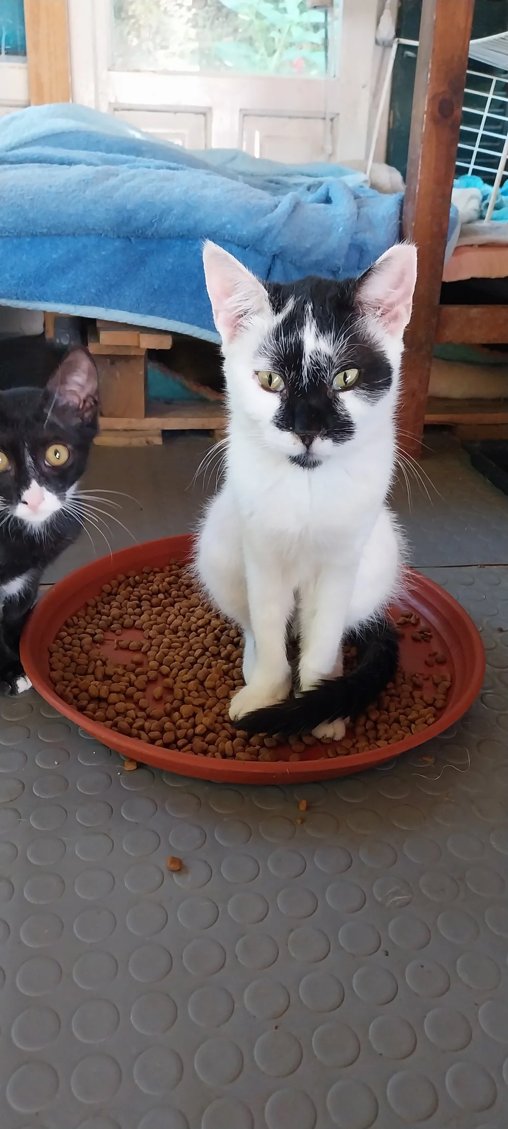 Babe, our unique black-and-white boy