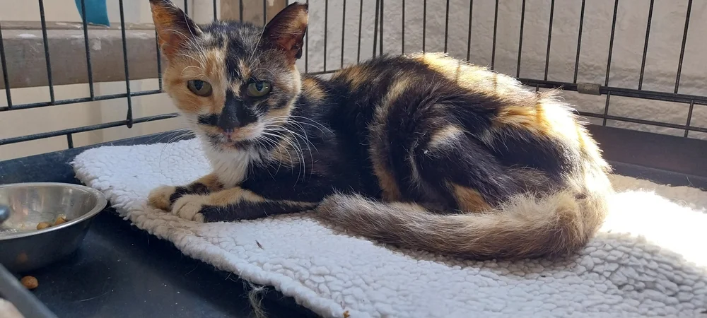 Spiridoula, our FIV-positive rescue cat