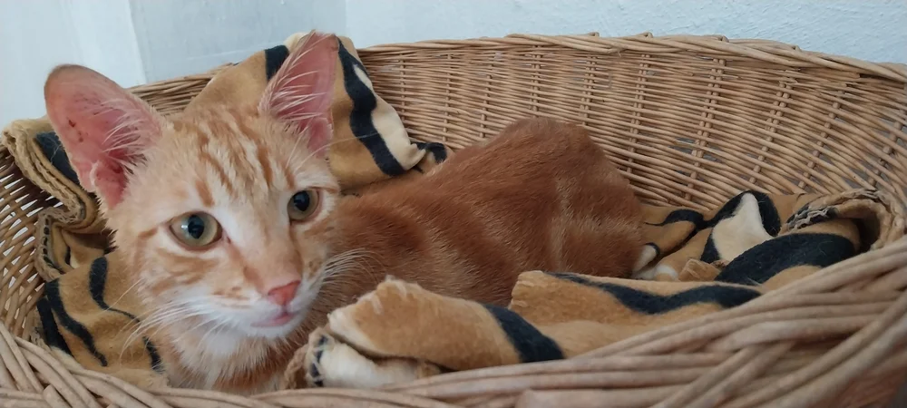 Taz, ginger tabby cat for adoption on Corfu