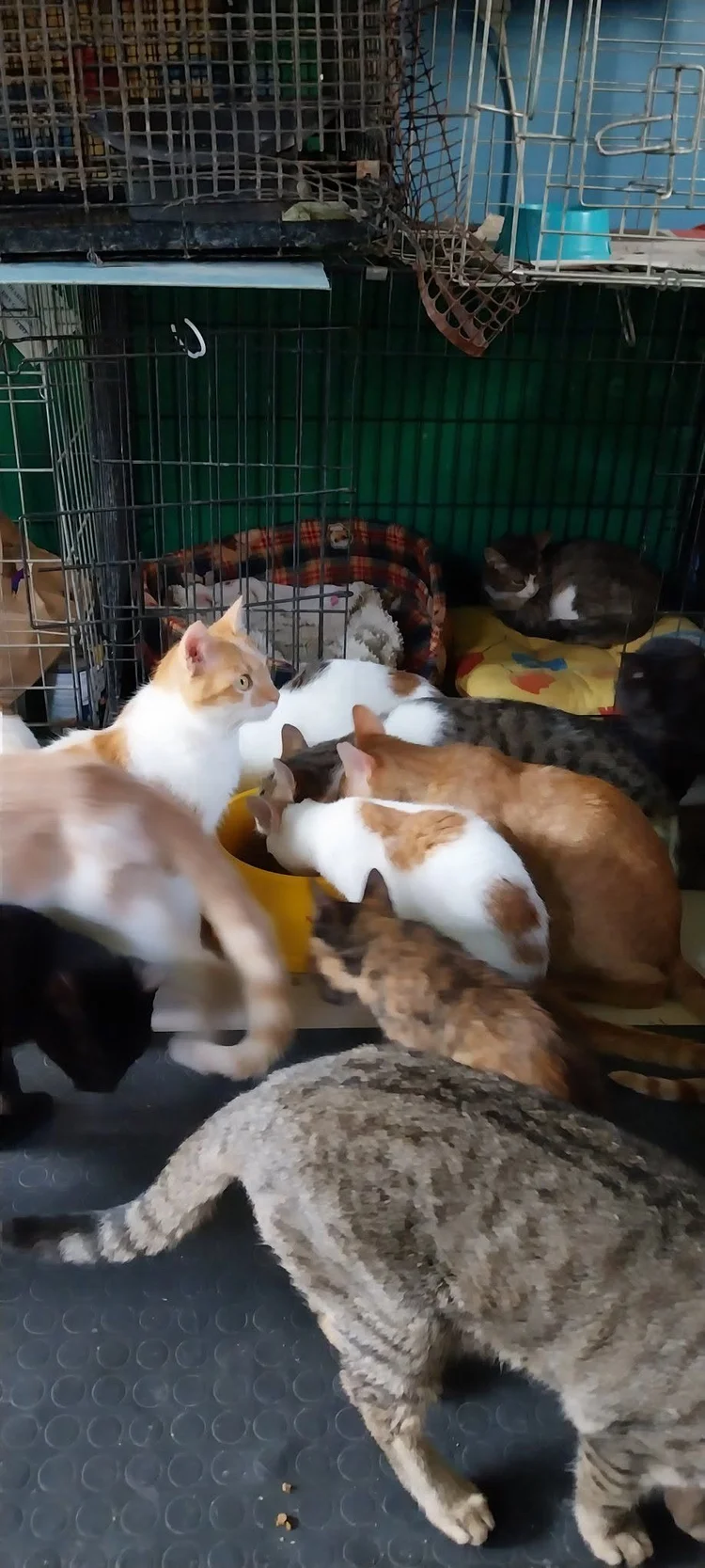 Cat food supplies
