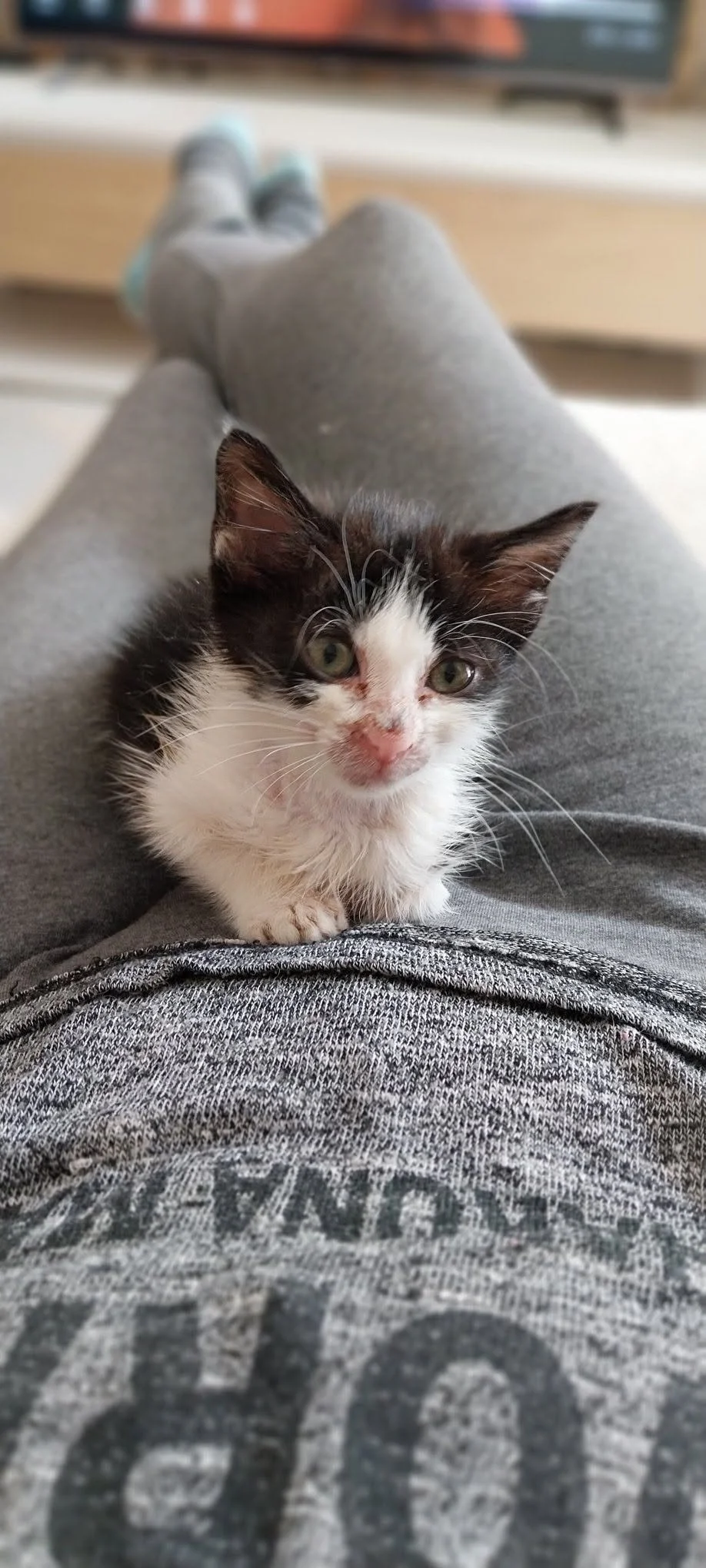 Amore's first trusting moments with humans