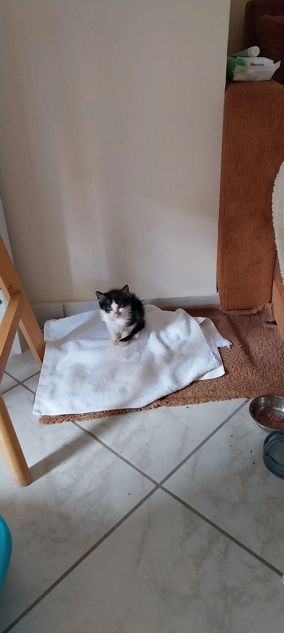 Amore arriving at her foster home