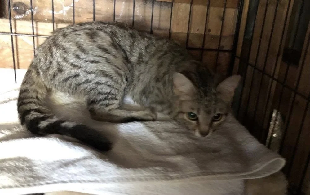 Mimi, shy in her first days with us