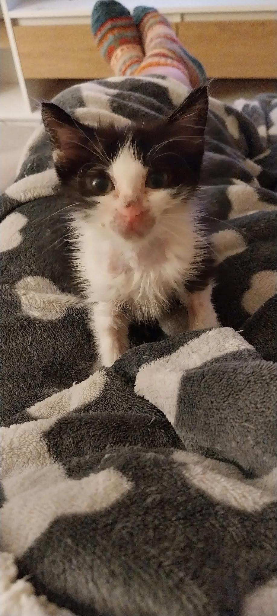 Amore recovering in foster care