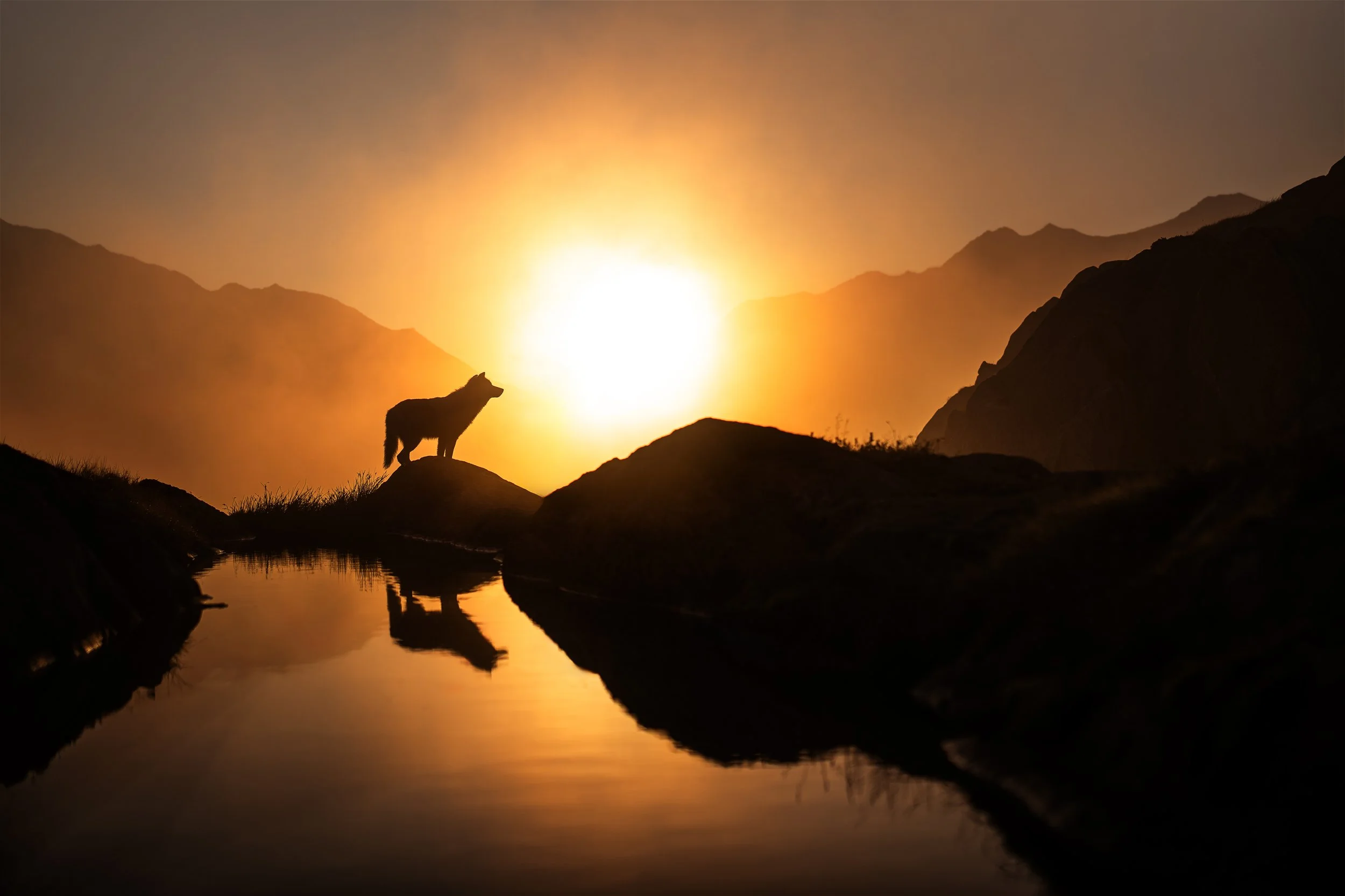 PFOTENPOESIE_Grimsel-12.jpg