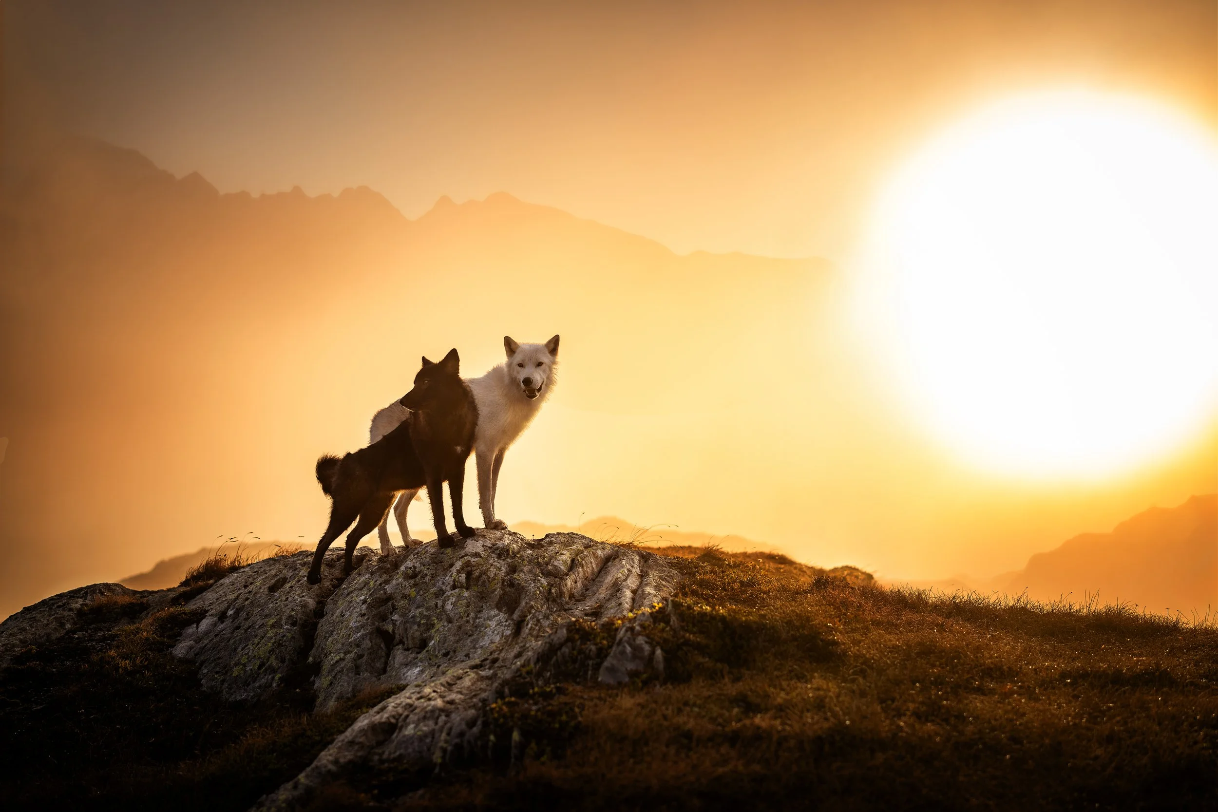 PFOTENPOESIE_Grimsel-11.jpg