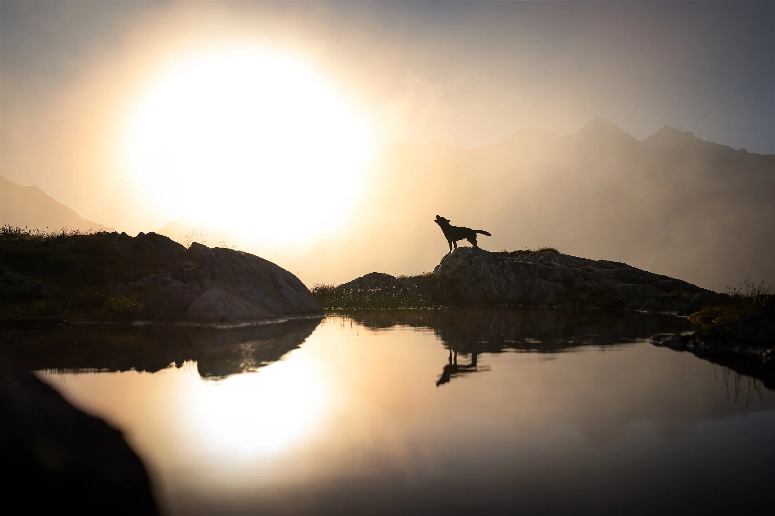 PFOTENPOESIE_Grimsel-4.jpg
