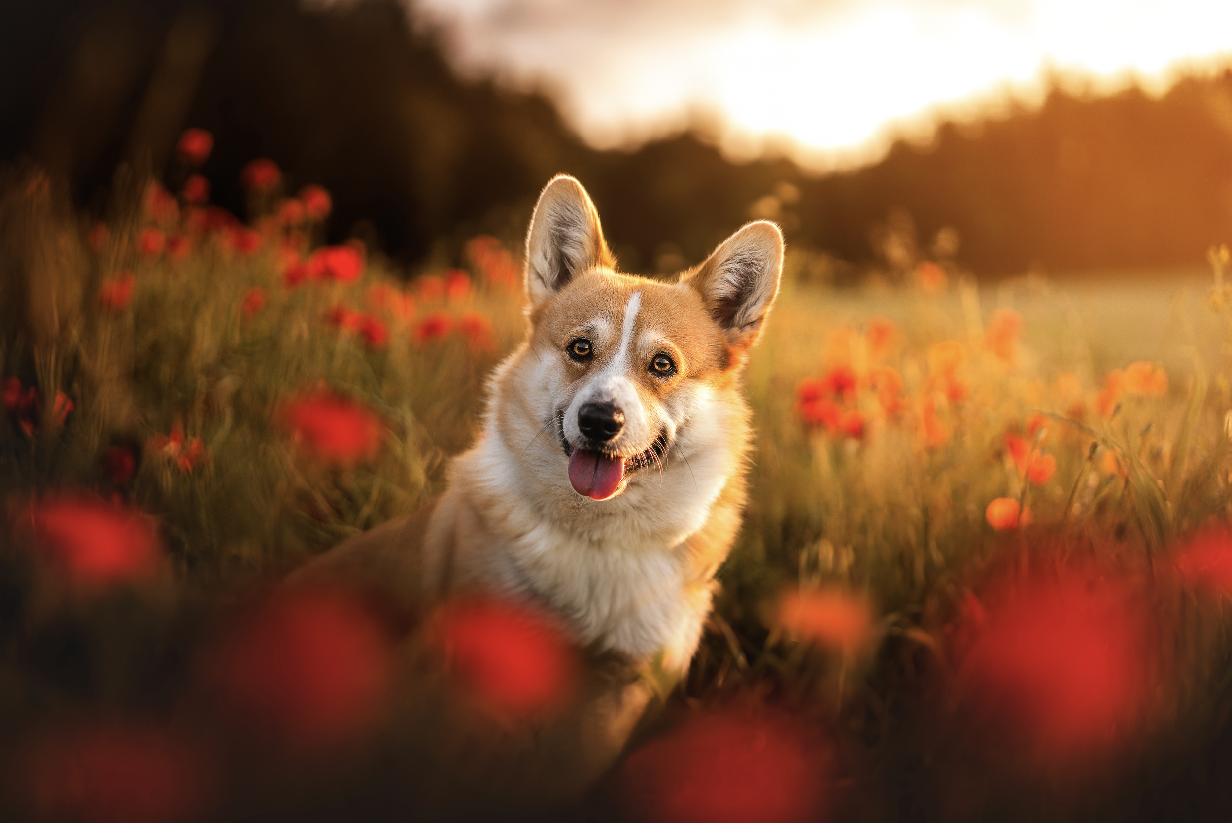 Bildschirmfoto 2026-03-02 um 19.52.30.png