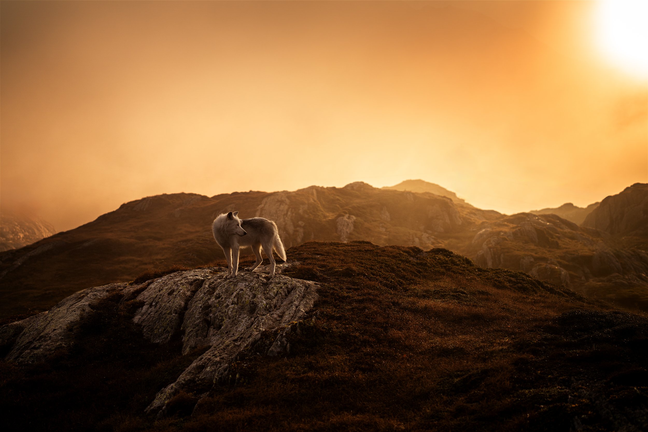 PFOTENPOESIE_Grimsel-13.jpg