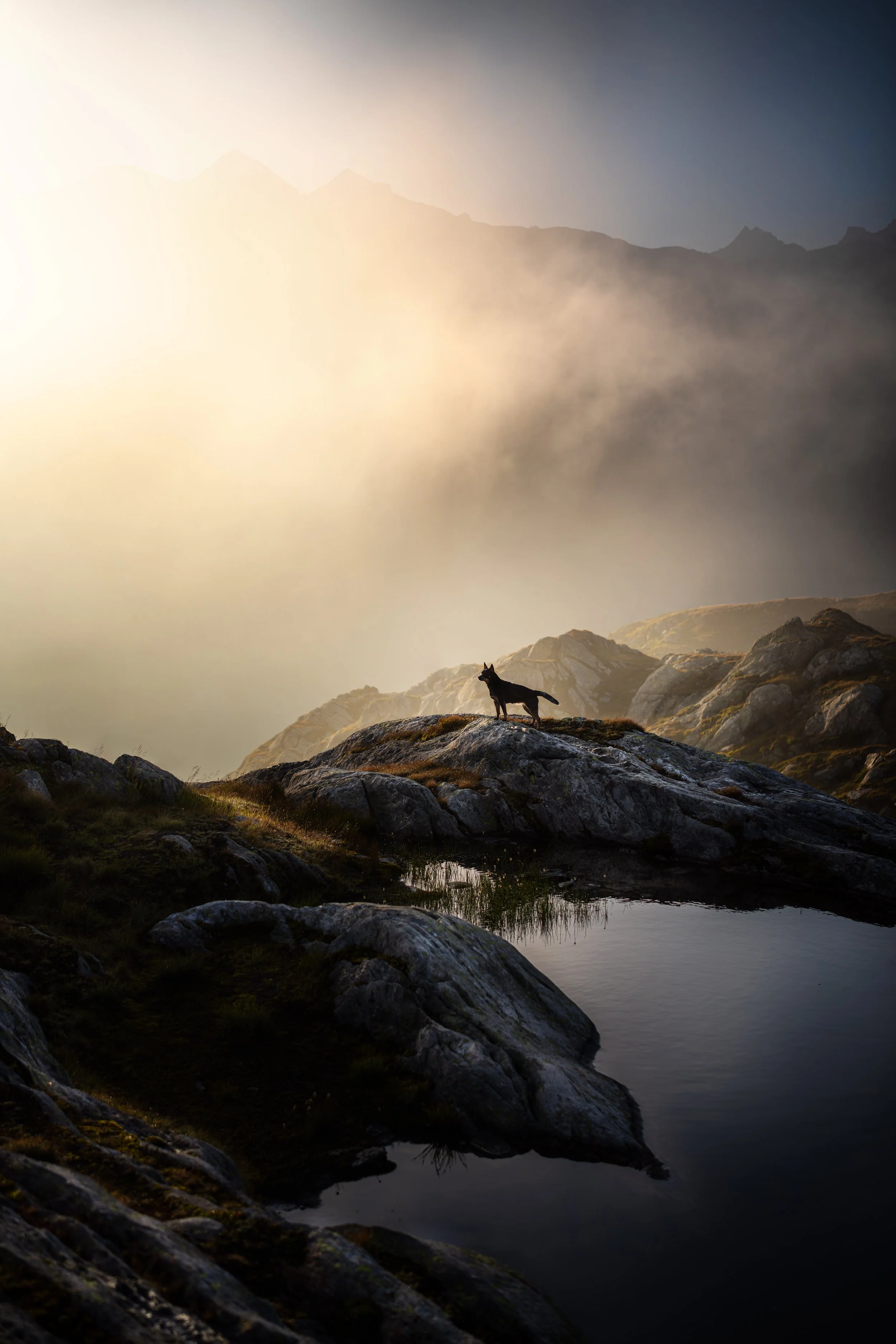 PFOTENPOESIE_Grimsel-6.jpg