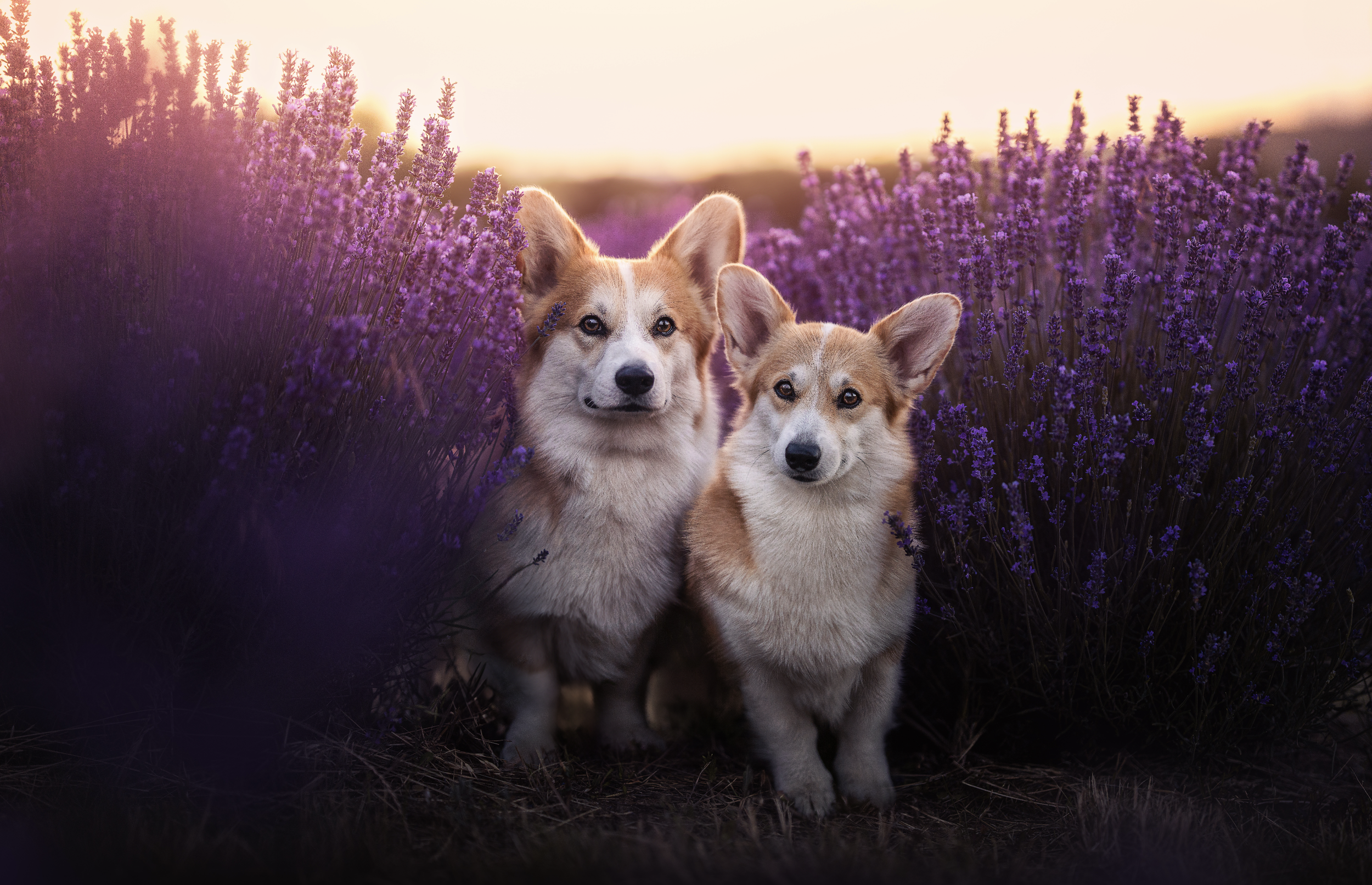 Bildschirmfoto 2026-03-02 um 19.51.07.png