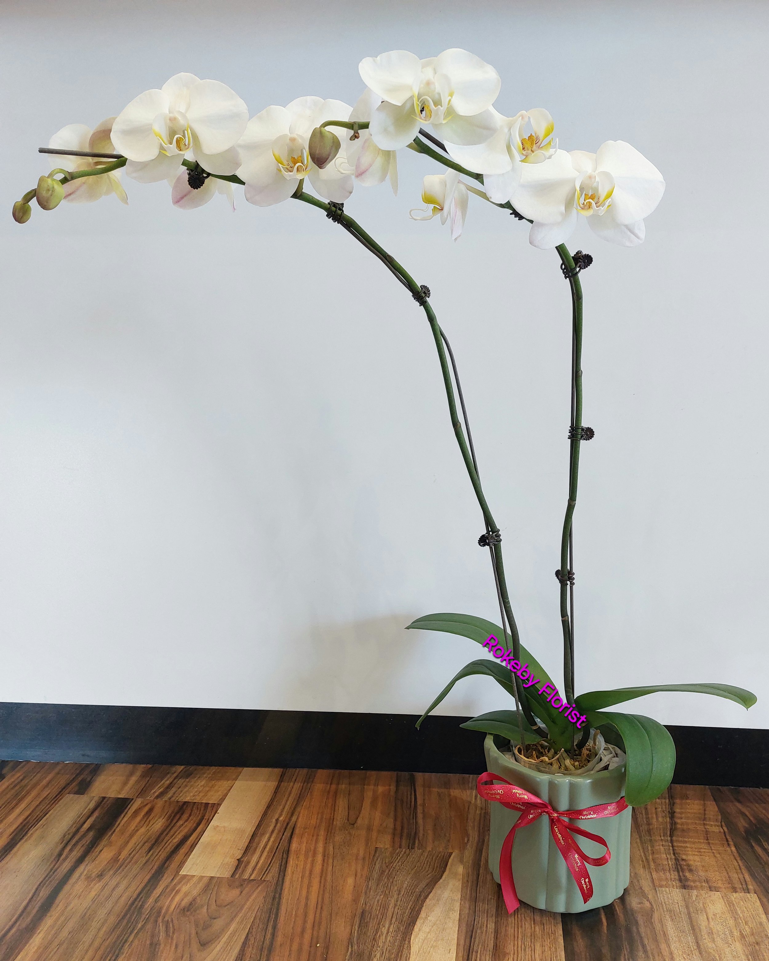 Phalaenopsis Orchids in Ceramic Pot
