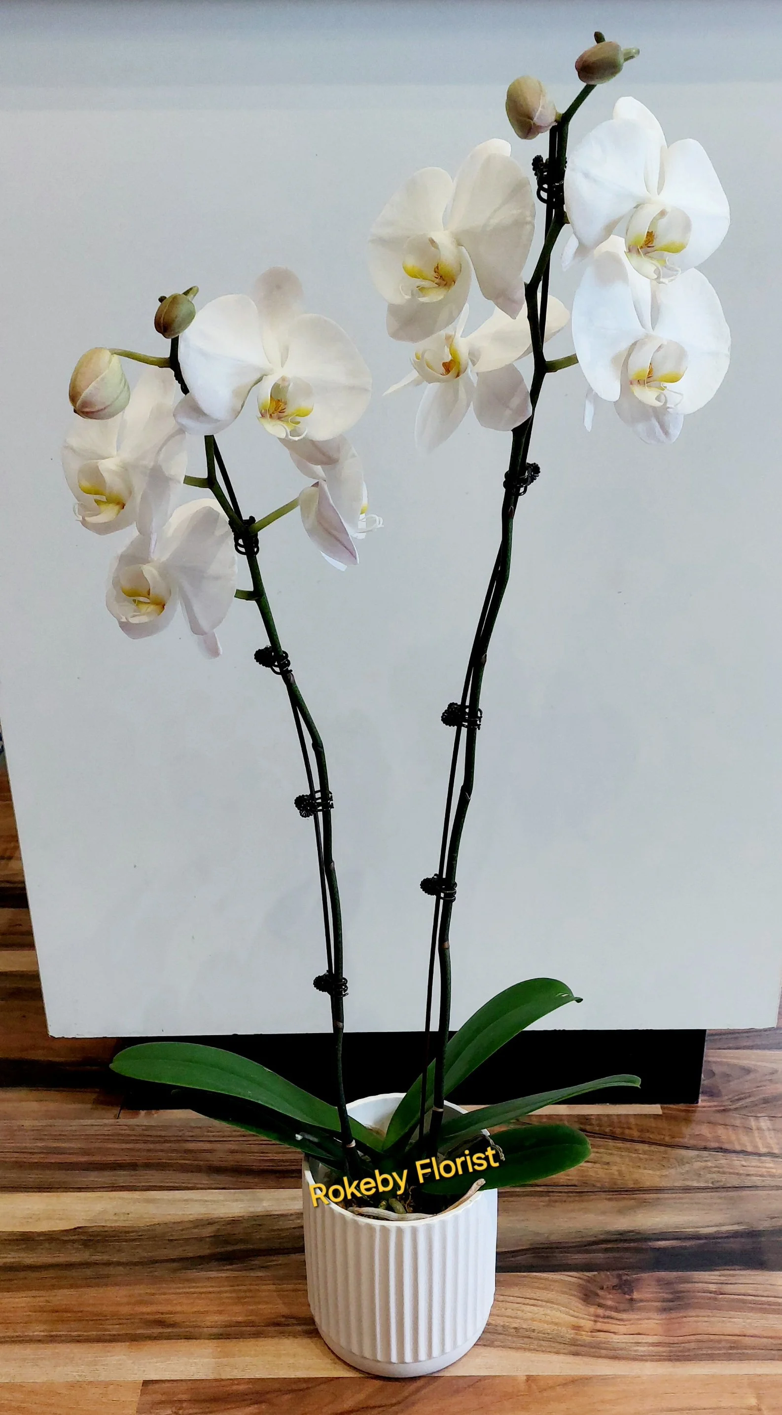 Phalaenopsis Orchids in Ceramic Pot