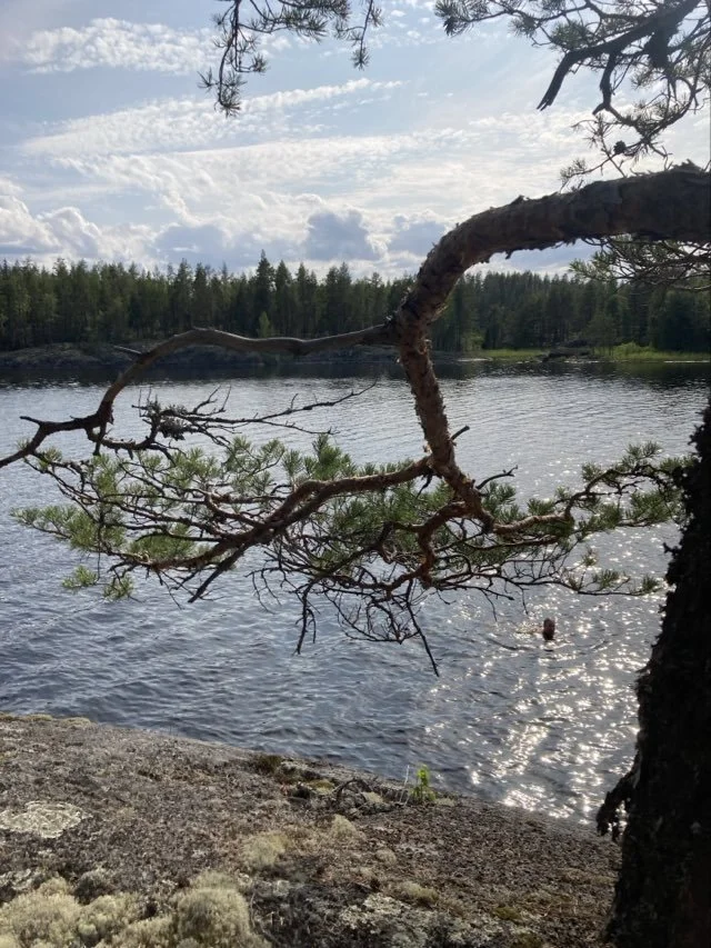 saimaa mänty.jpeg