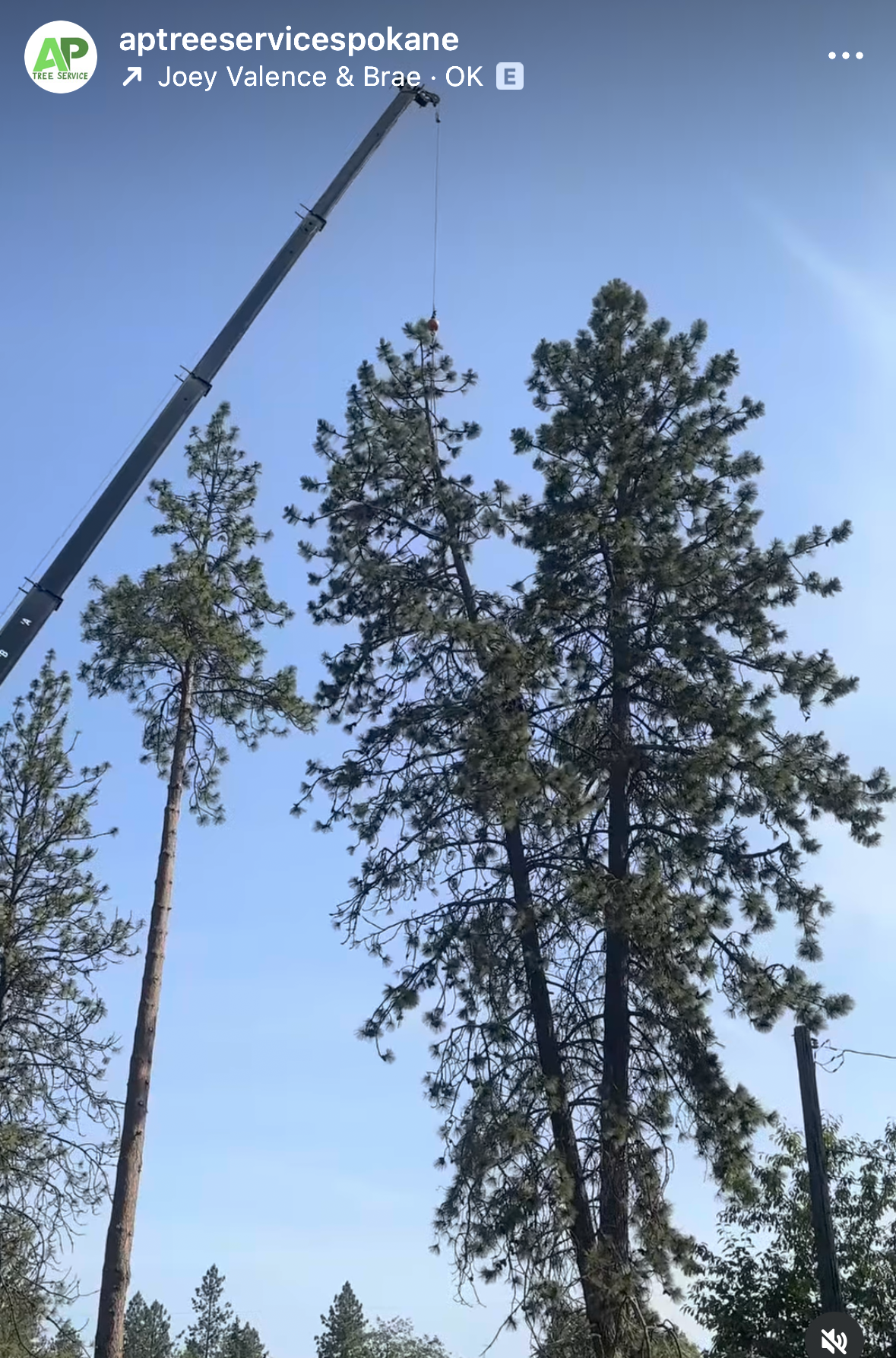 Top 5 Signs Your Tree Needs to Be Removed Before It Falls