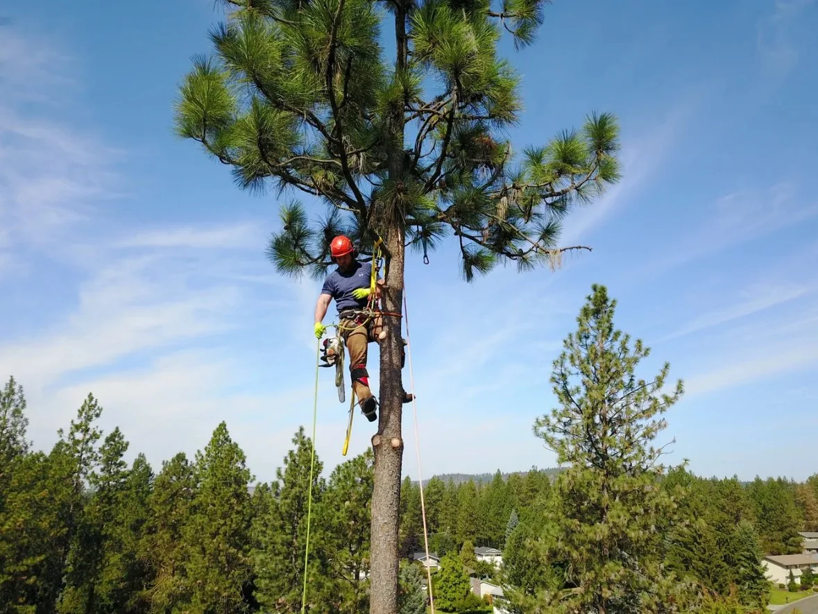 man in tree with chainsaw