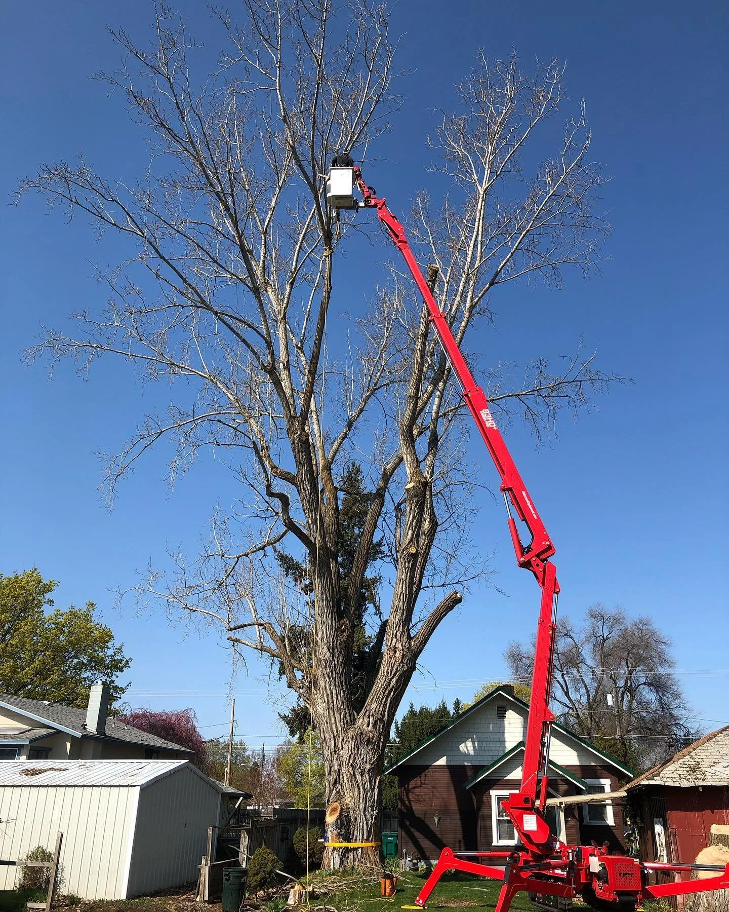 Tree Removal