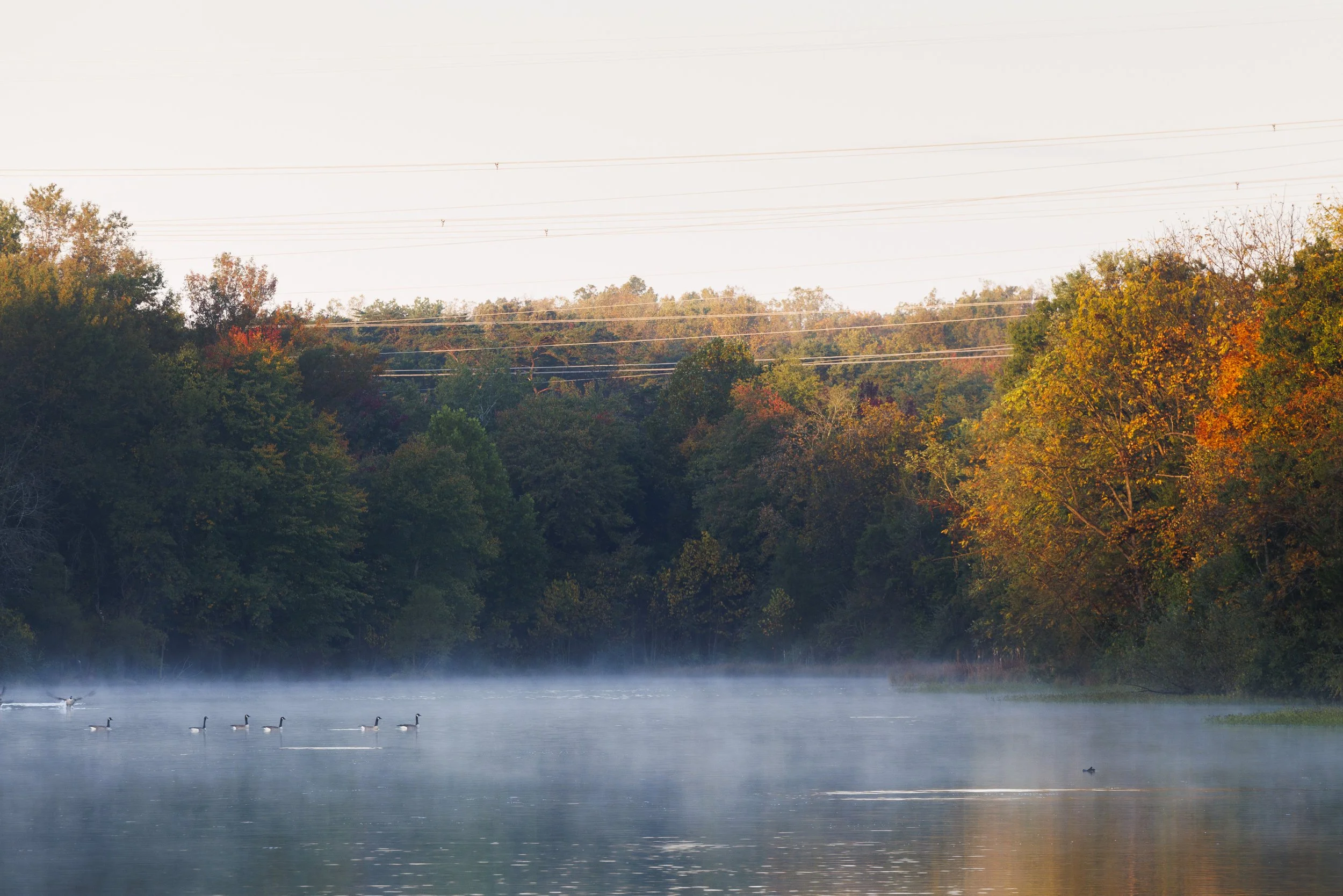 Fog
