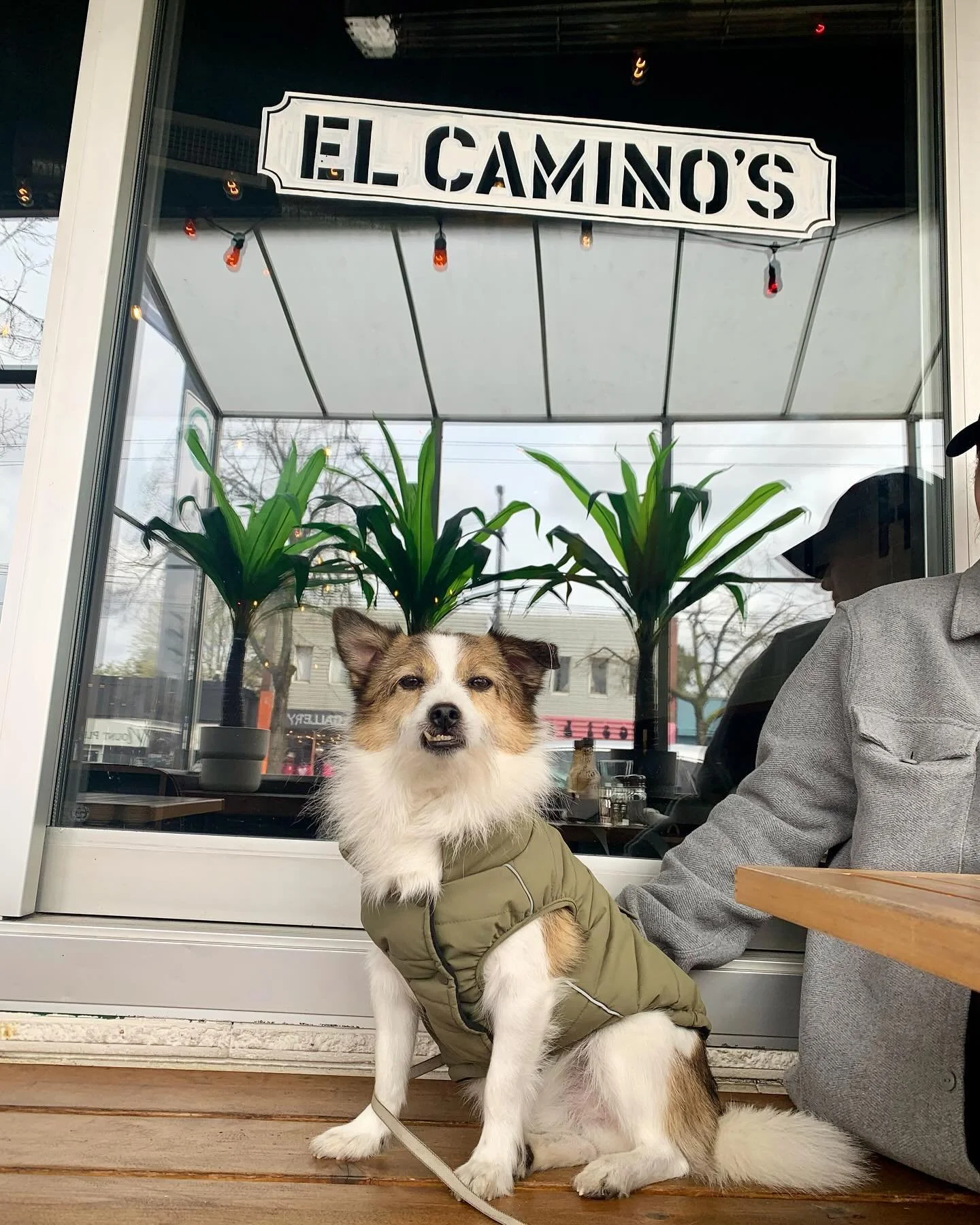 EVERY DOG HAS HIS (or her) DAY

Come have yours, too. Your four-legged friends (like Murph here) are more than welcome to join you on our two patios. 

Weekend Happy Hours in effect from 3 PM on (and ALL NIGHT on Sunday BTW) and we&rsquo;ve got weeke