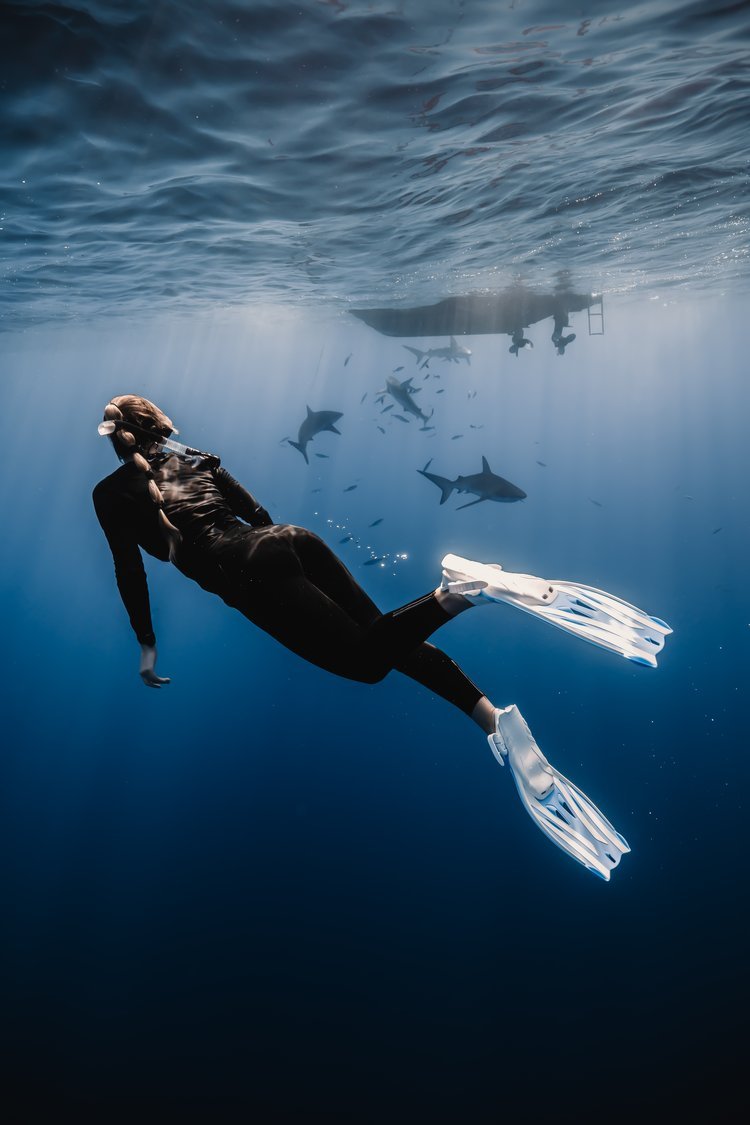 Where to Swim with Sharks in Oahu