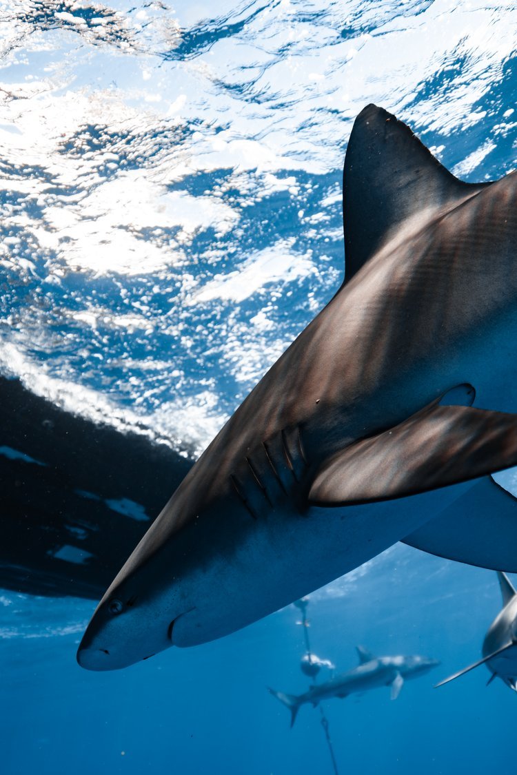 Is Shark Diving in Hawaii Safe? Myths, Risks & Realities Explained
