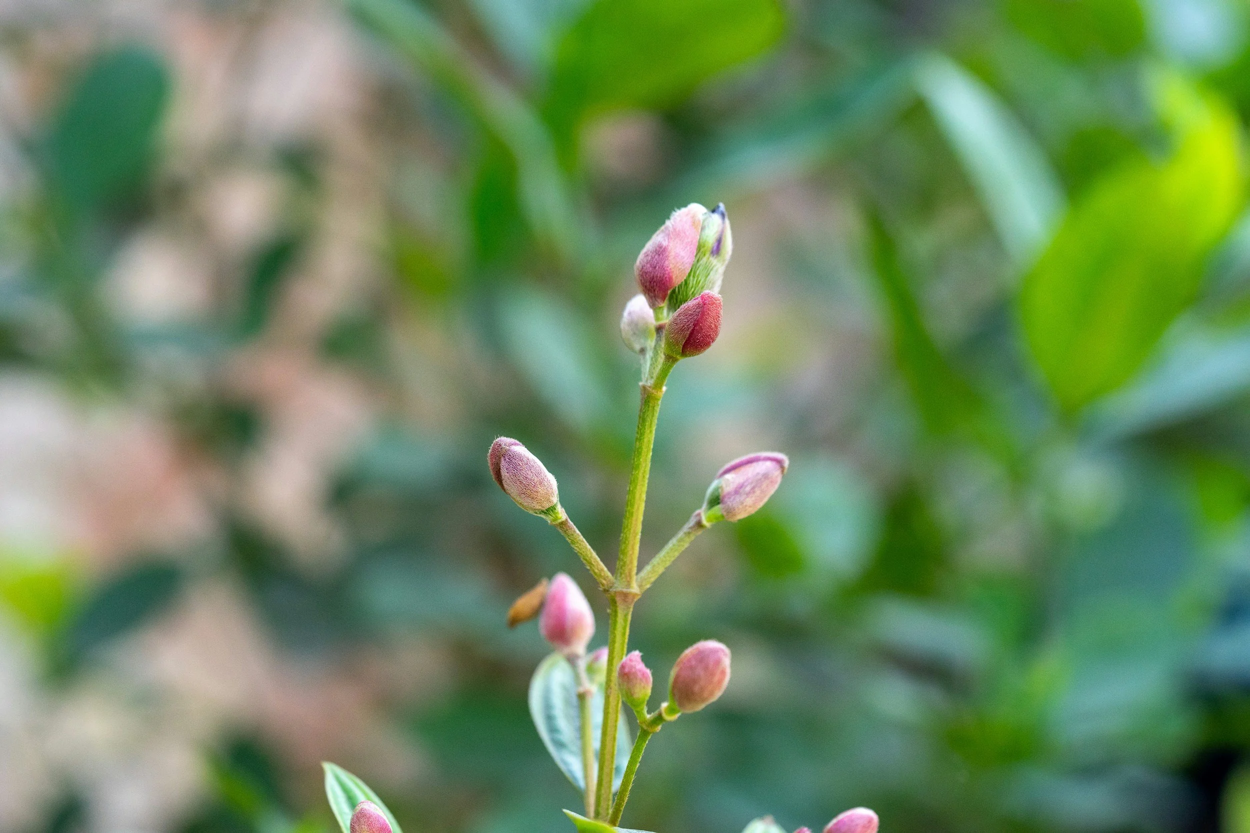 individual therapy for reproductive support