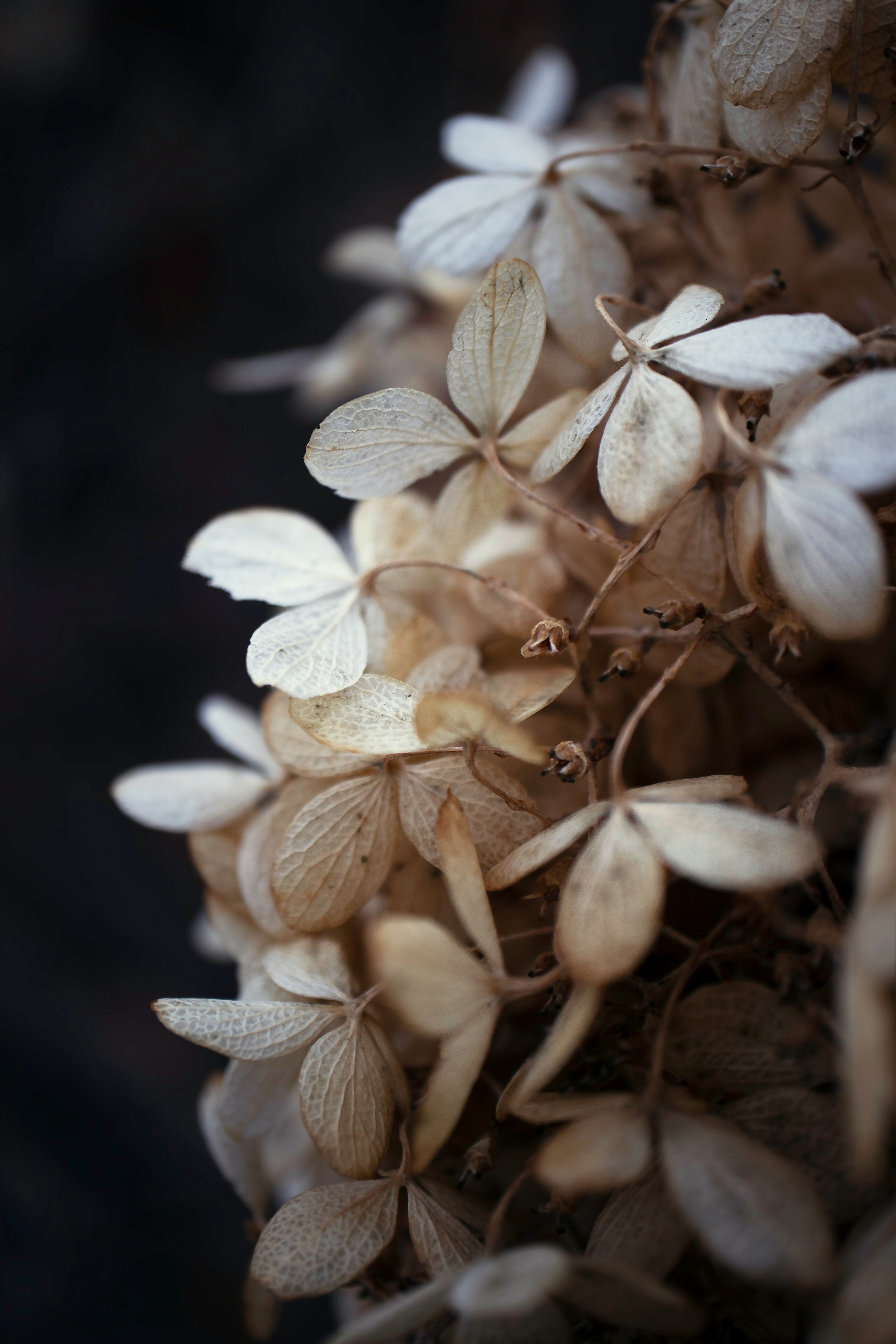 a photo of white flowers on black background