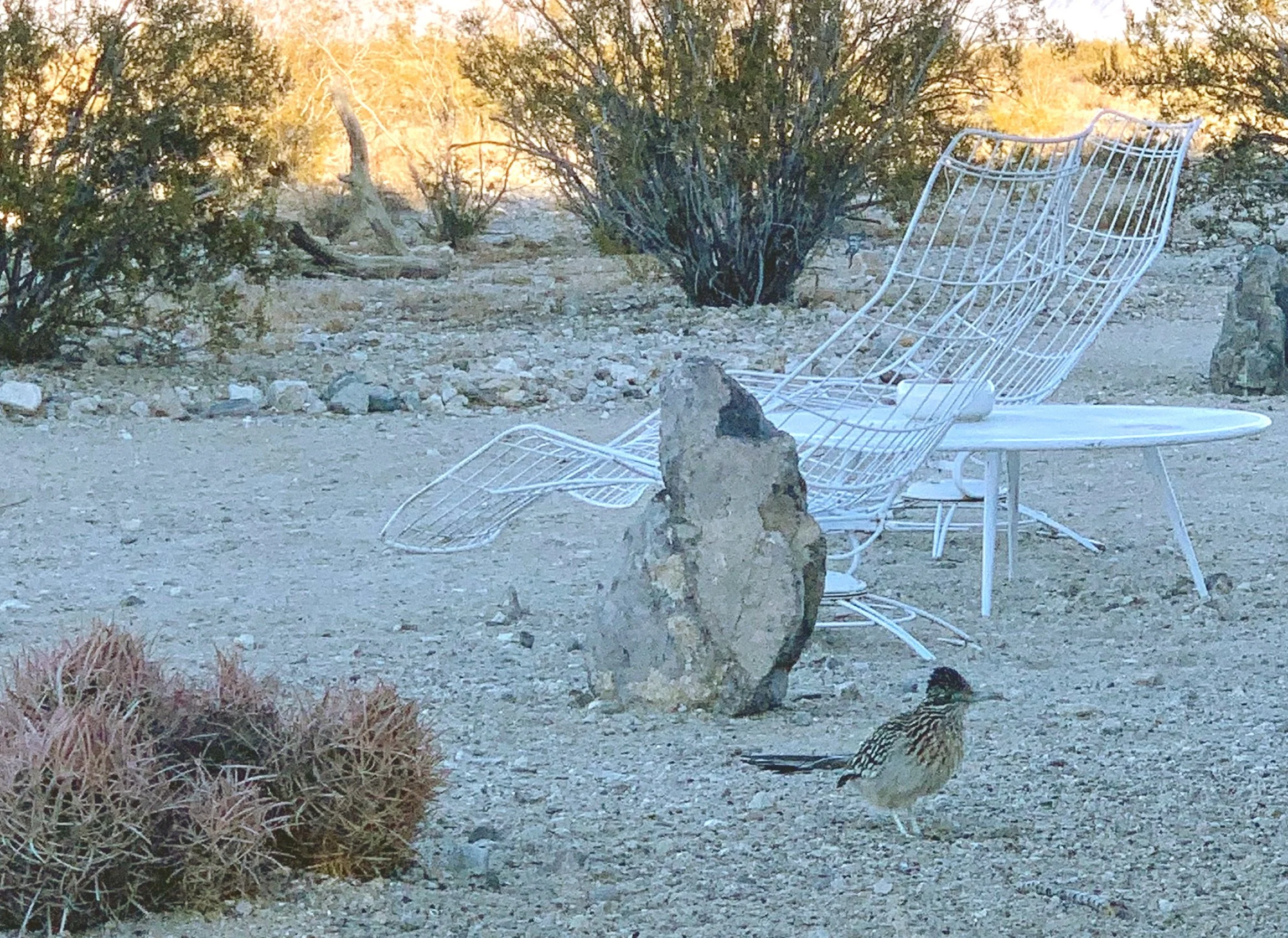 Roadrunner2 copy.jpg