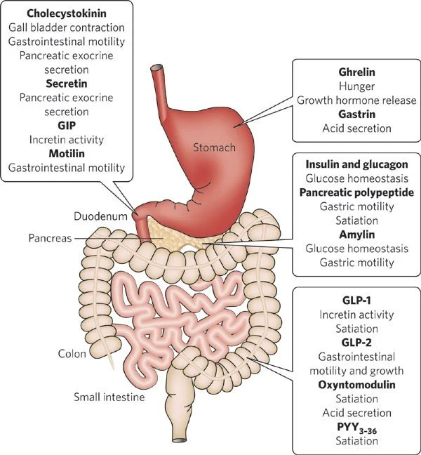 Massage, Hormones and Digestion