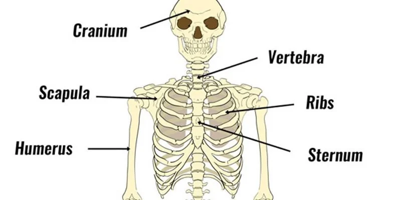 Massage and the Skeleton