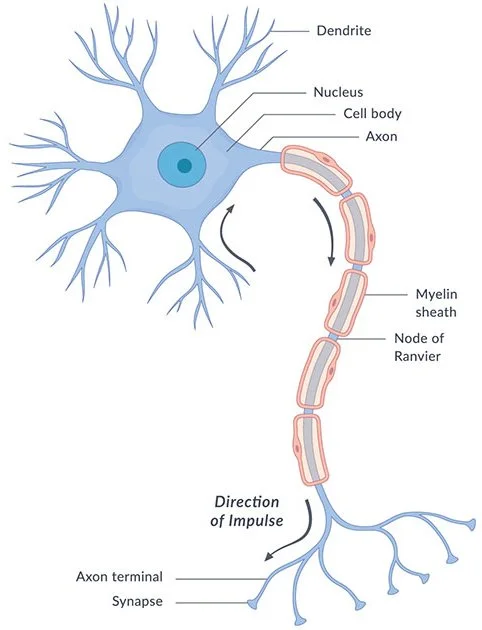 Massage and the Nervous System