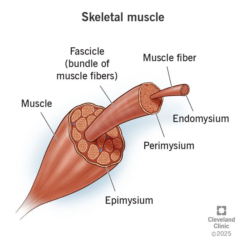 Anatomy of a Muscle