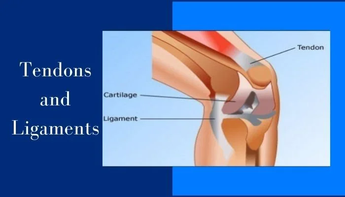 Soft Tissues of the Body