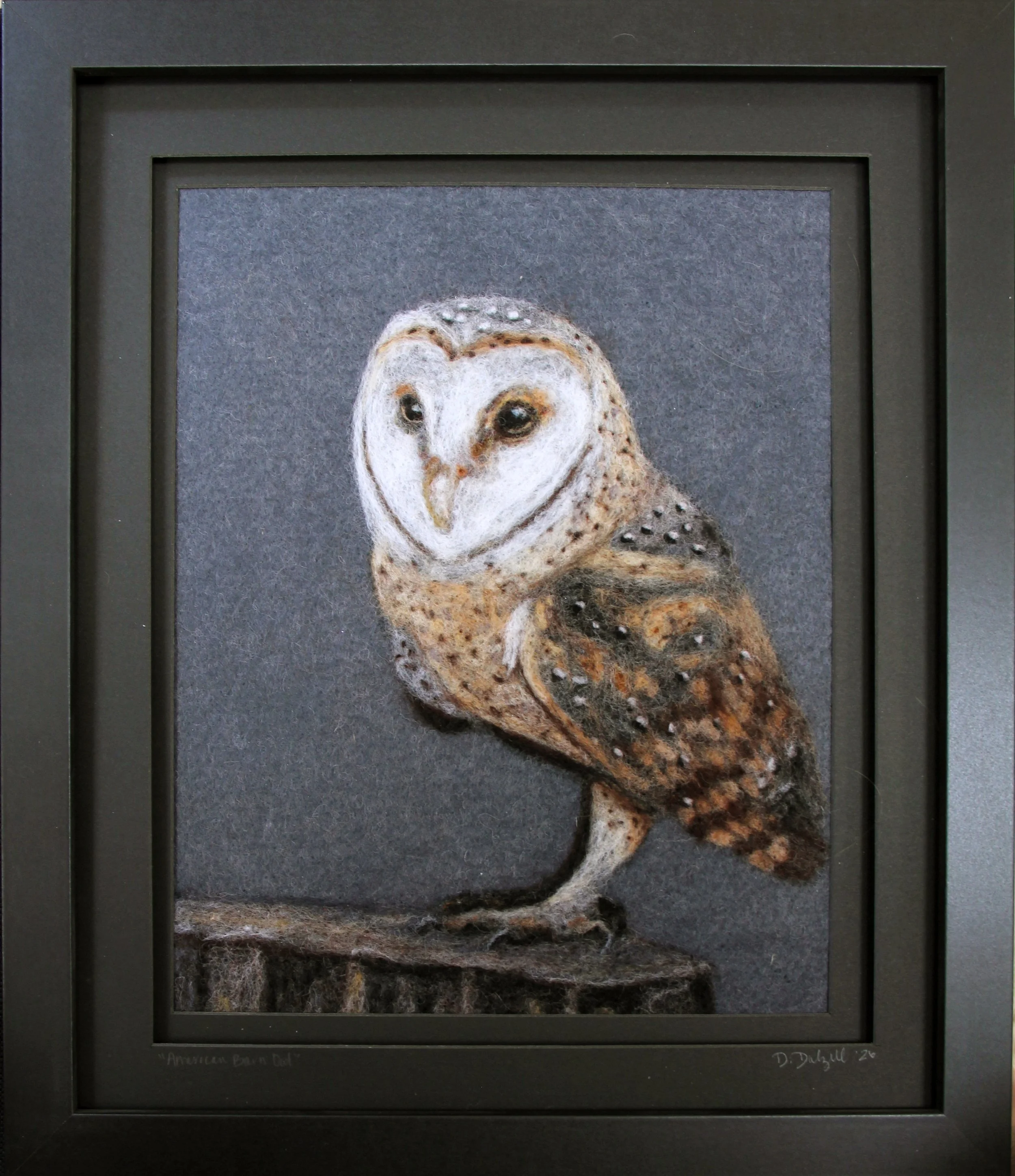 American Barn Owl