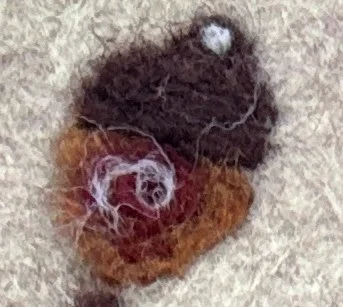 acorn1.jpg