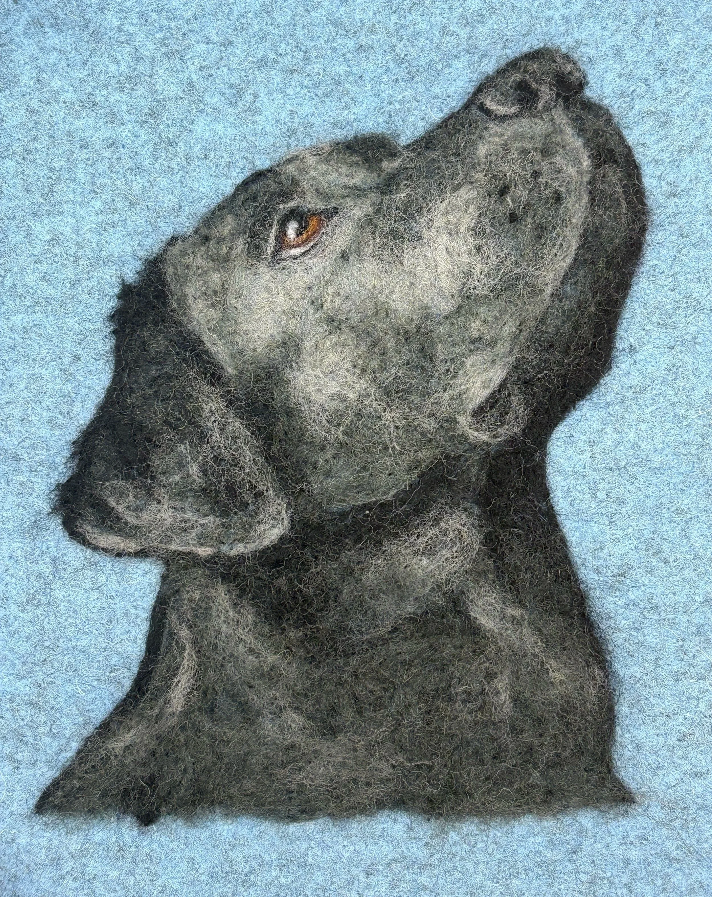 Pet Portraits