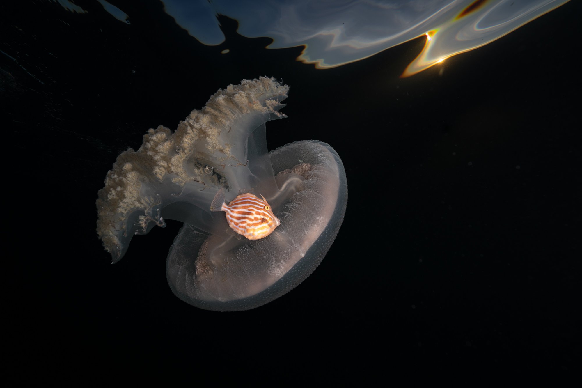 Underwater Awards Australasia 2026 - Honourable Mention
