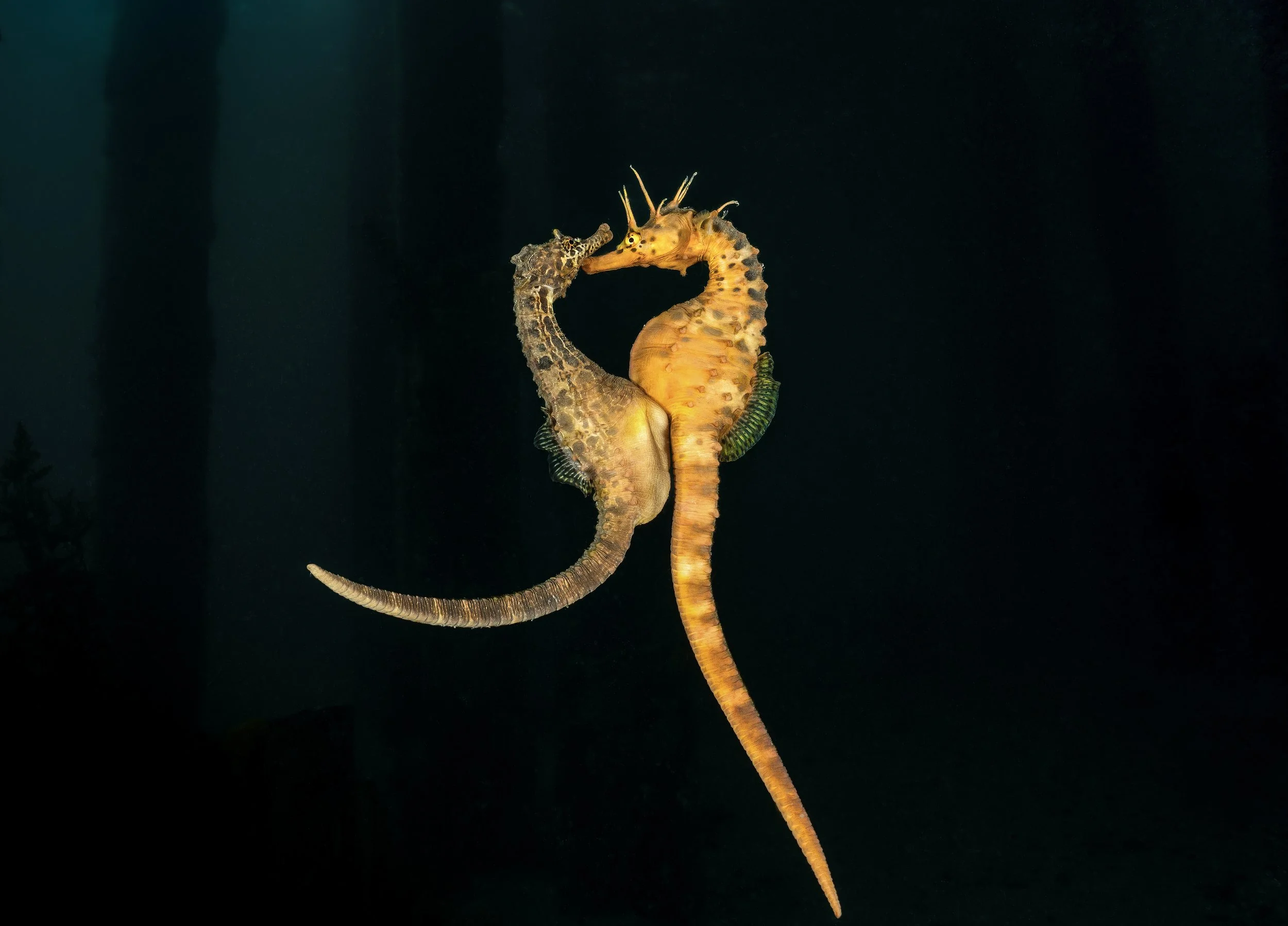 Underwater Awards Australasia 2026 - Honourable Mention