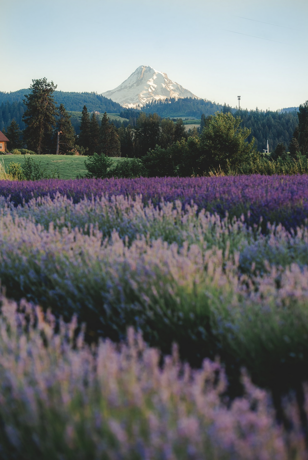 Lavender Farm Craft