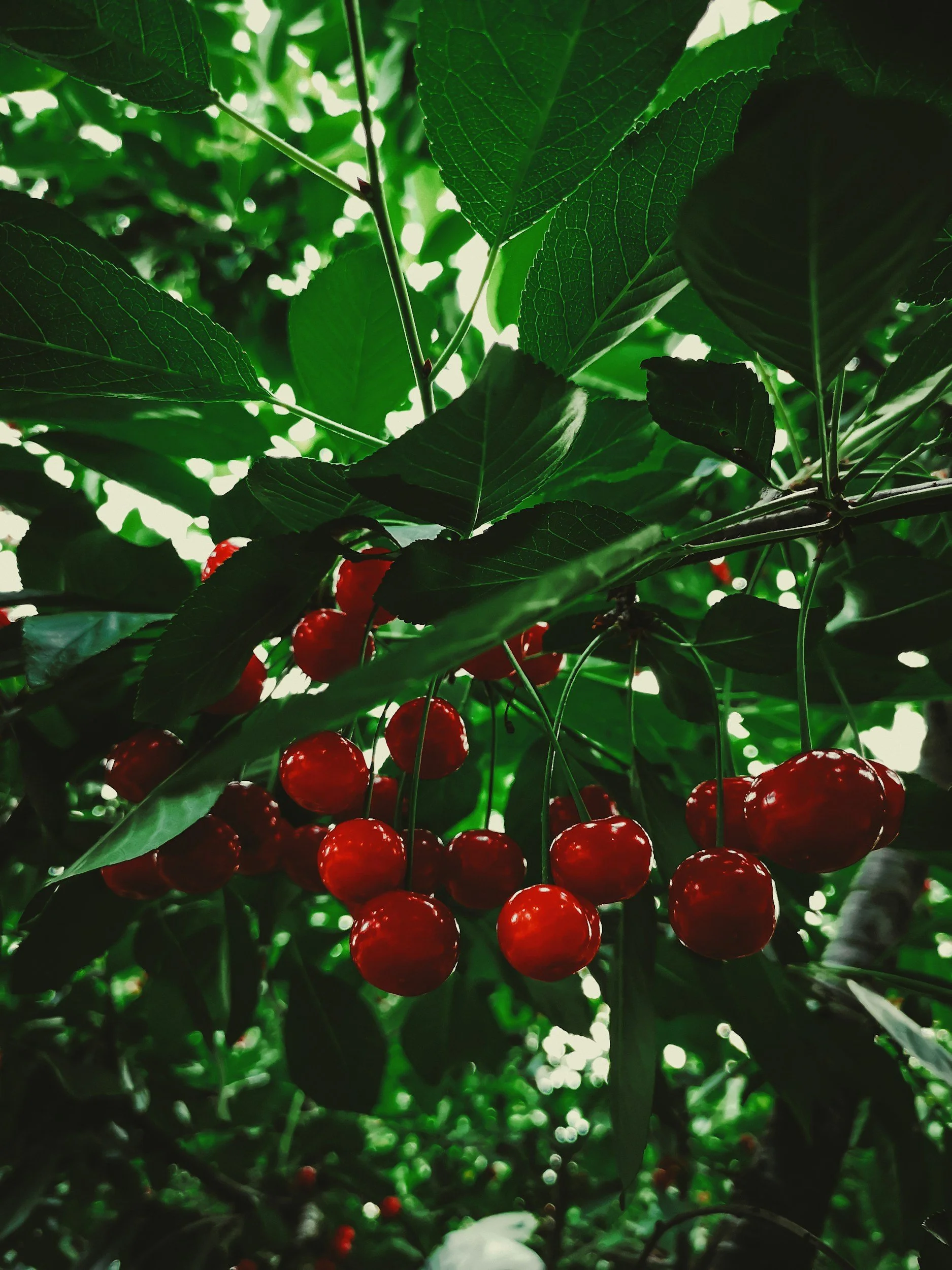Cherry Picking