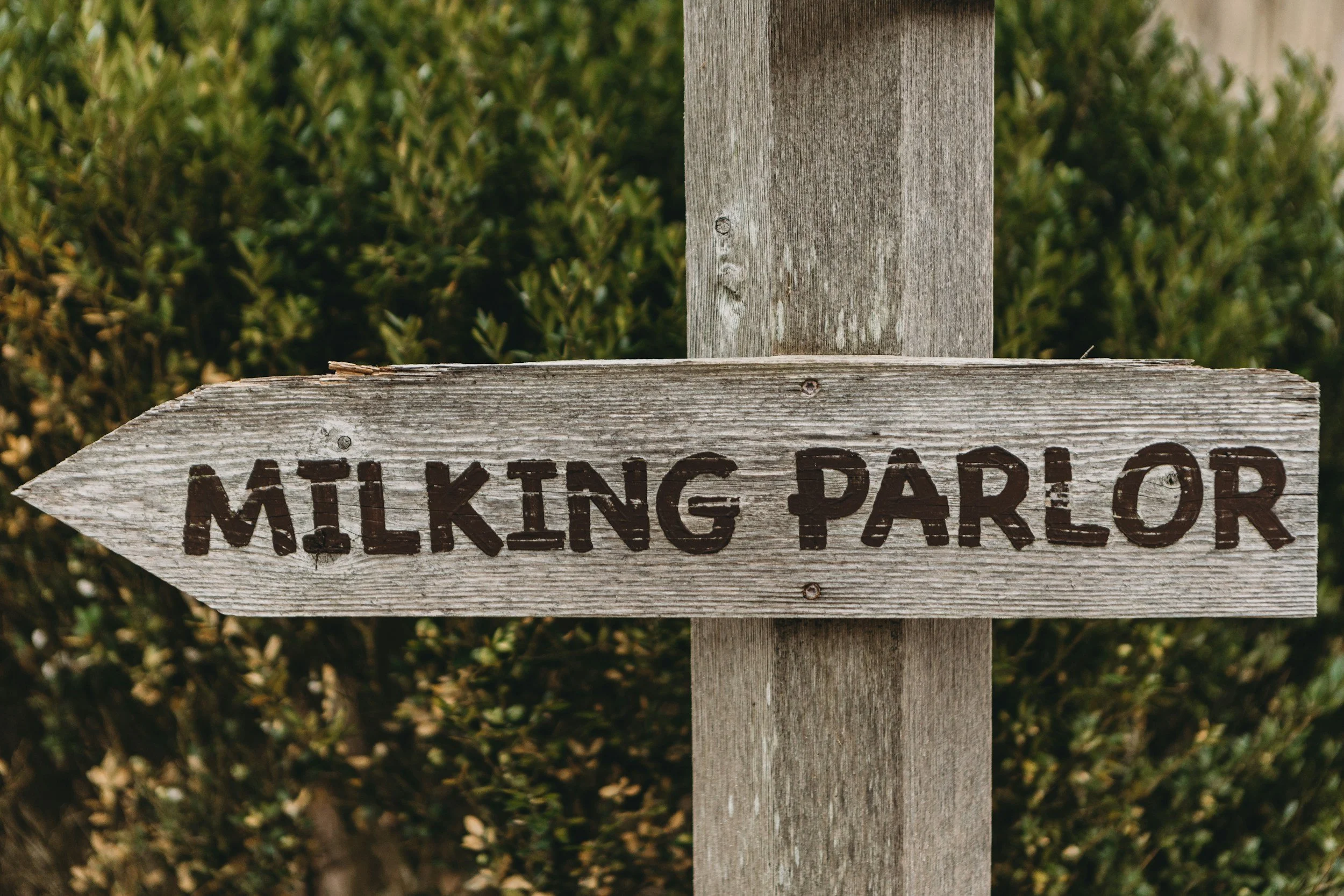 Milking with Marc
