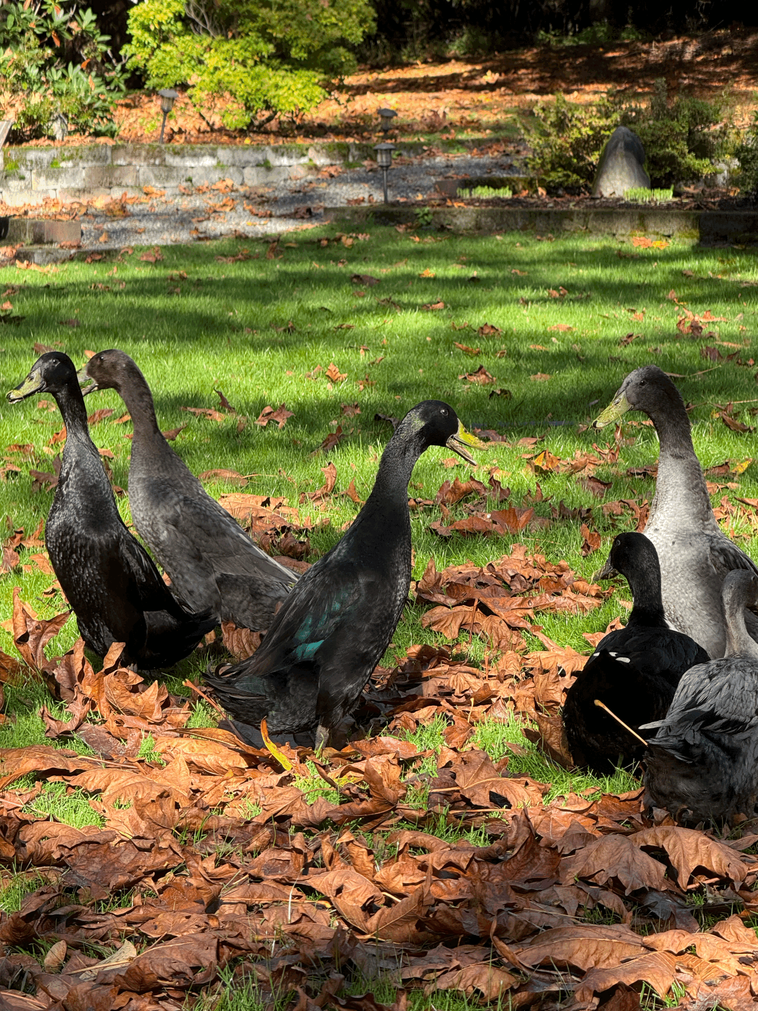 Ducks vs. Chickens: 8 Things I’ve Learned Raising Both in the Pacific Northwest