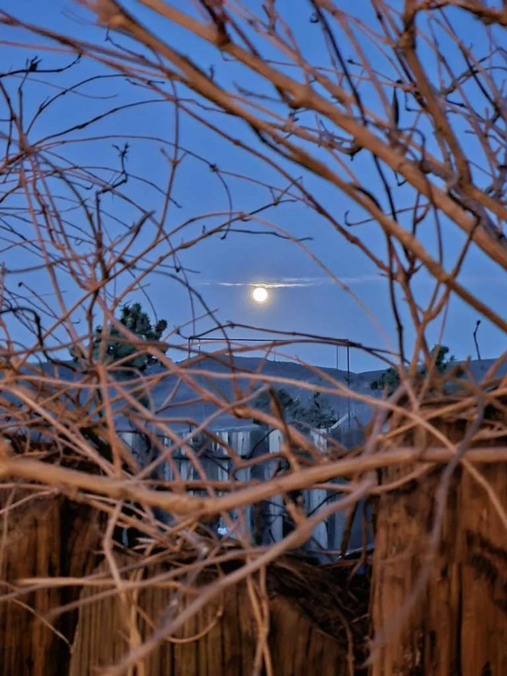 Moon through the brush