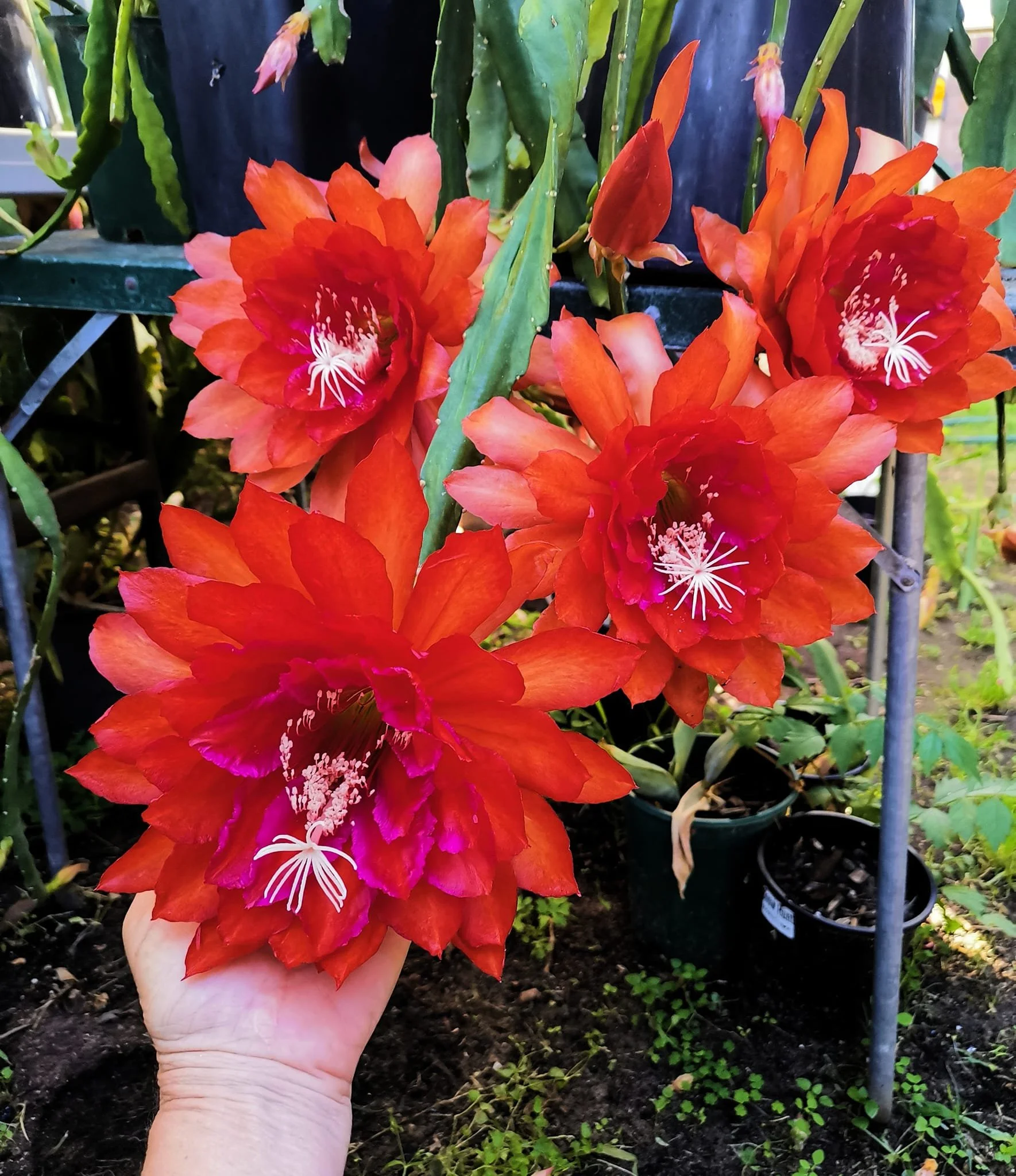 Koiwi Tropical Sunset 4.jpg