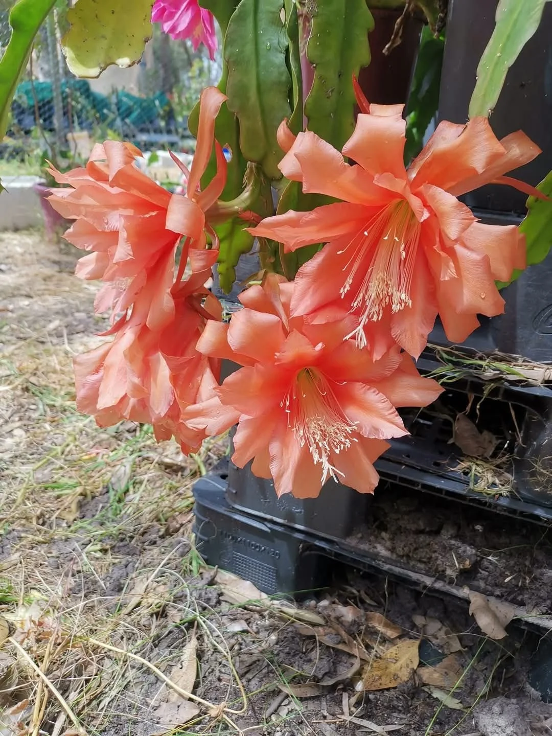 Peach Butterfly...jpg