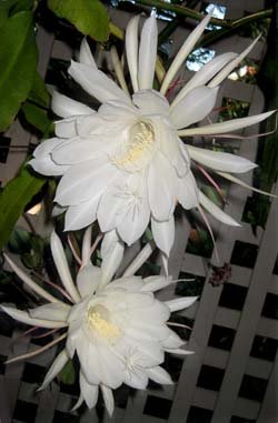 IMG_7223%20Epi%20Moon%20Flower.JPG