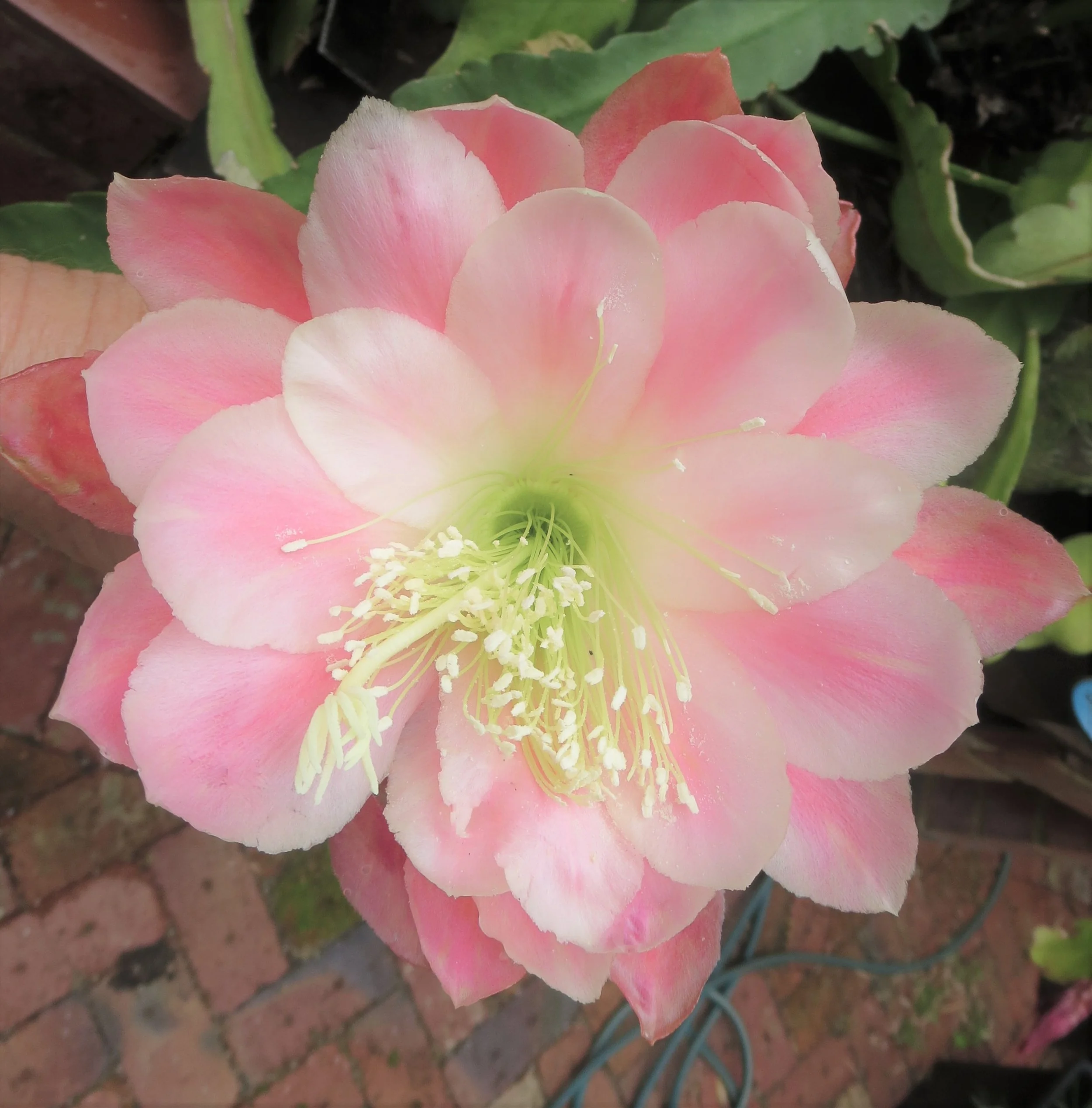 Meadow Rose — Welcome to Rainbow Daylilies