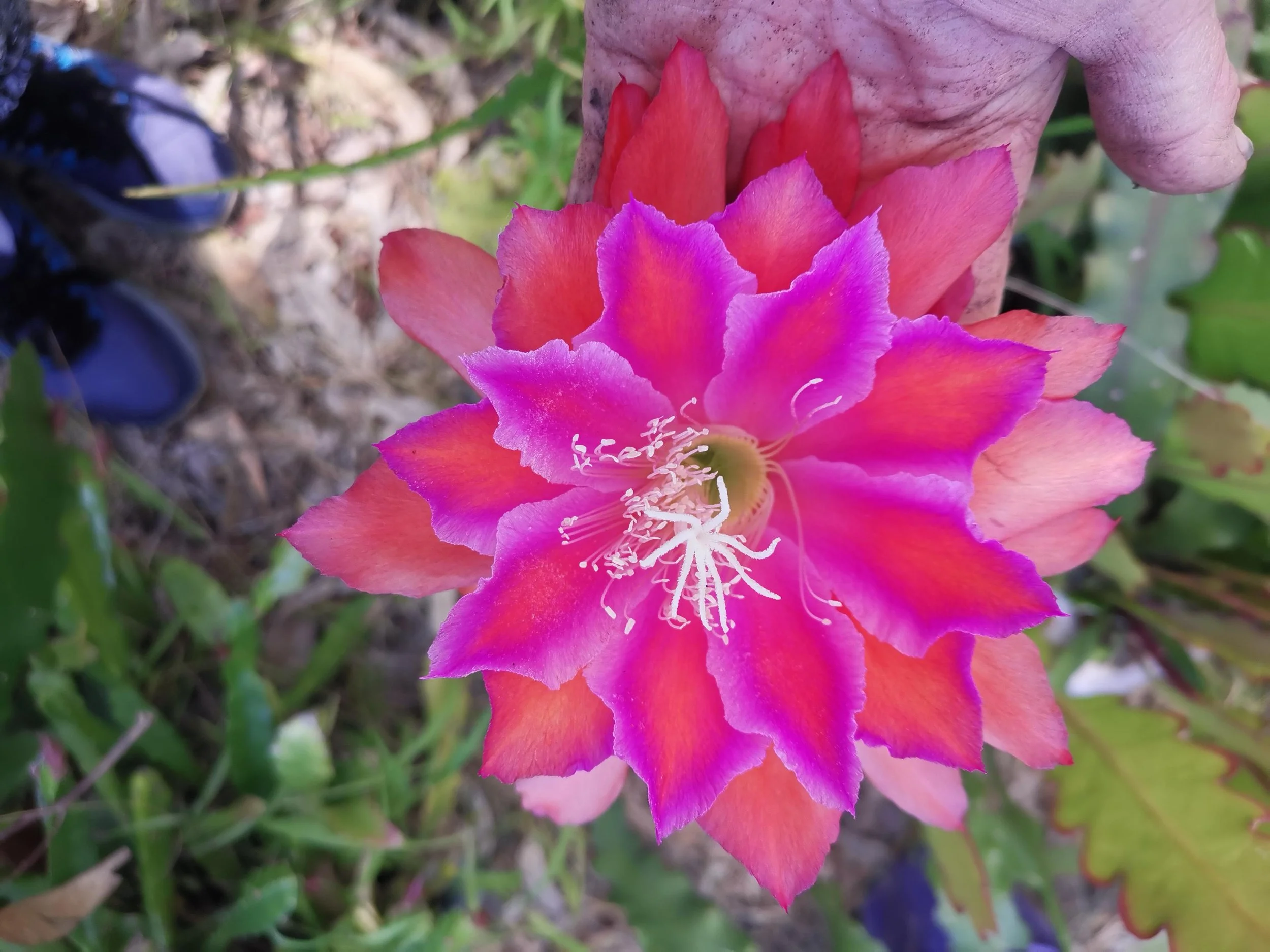 Paty Parasol_20241106_114343.jpg