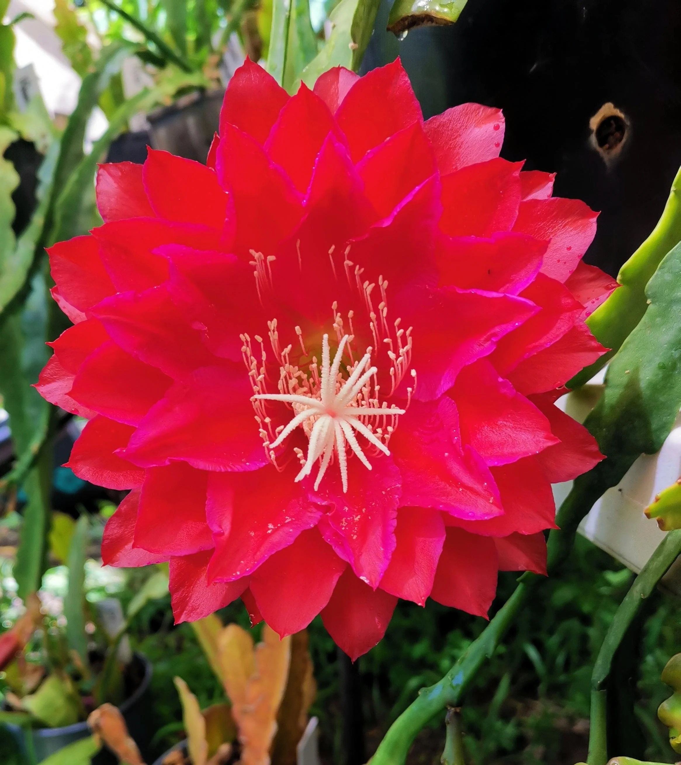 Kiwi Cardinal King_20241107_080447.jpg